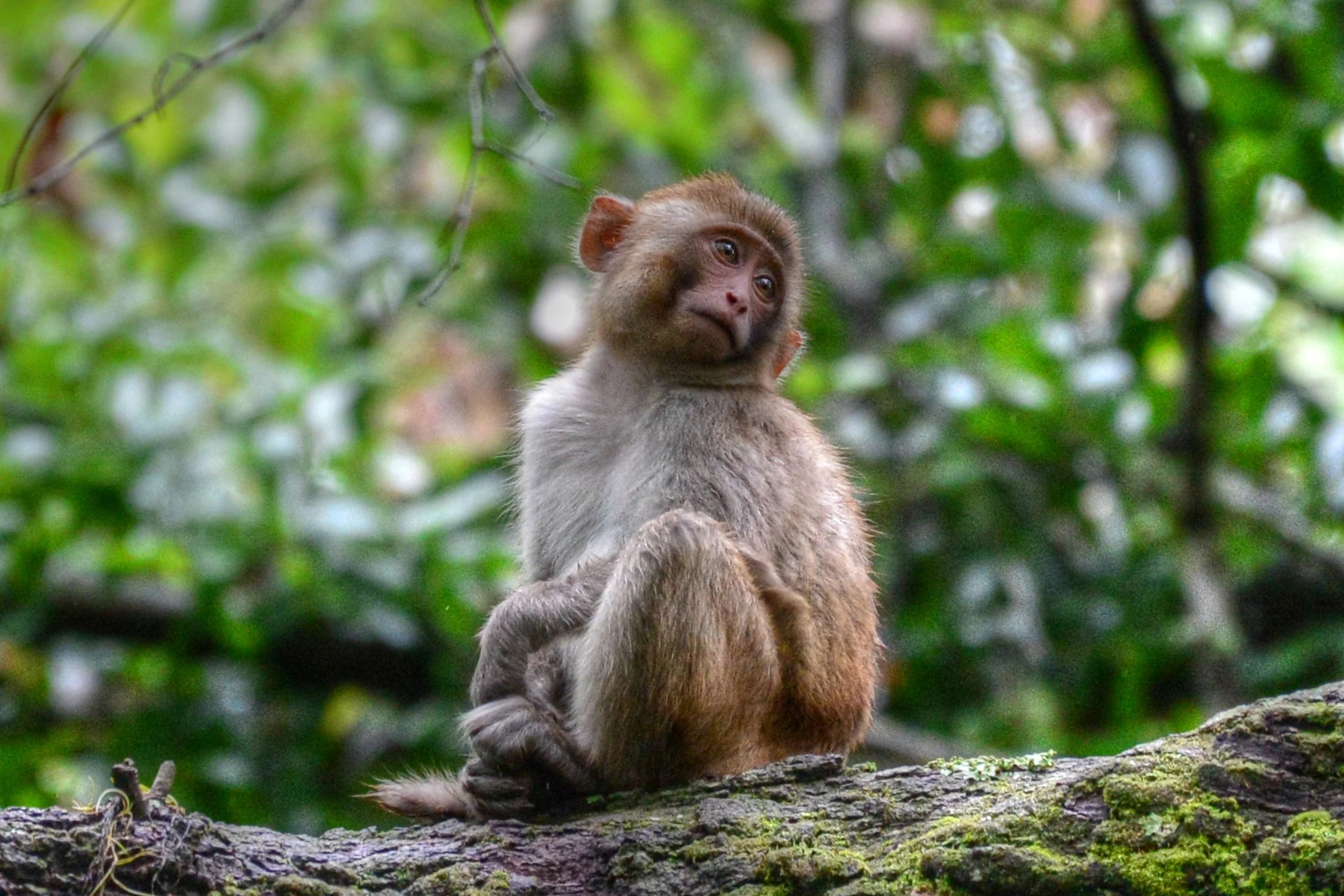 Monkey-12-S.jpg