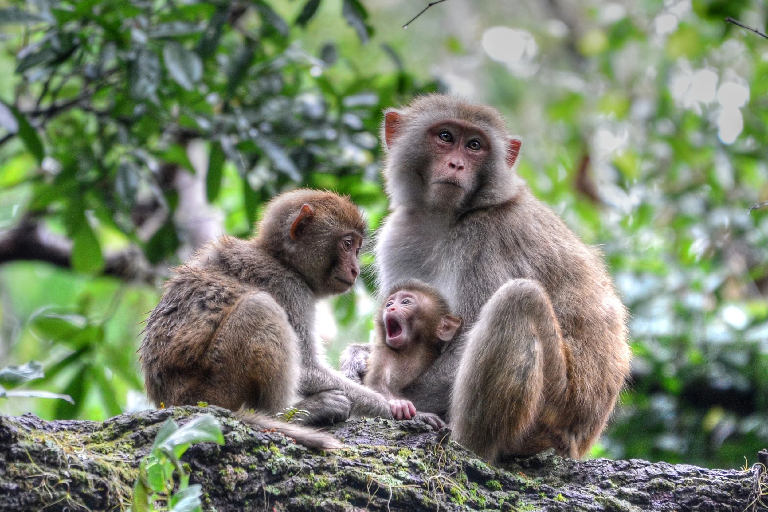 Strength in Family (Rhesus Monkey)