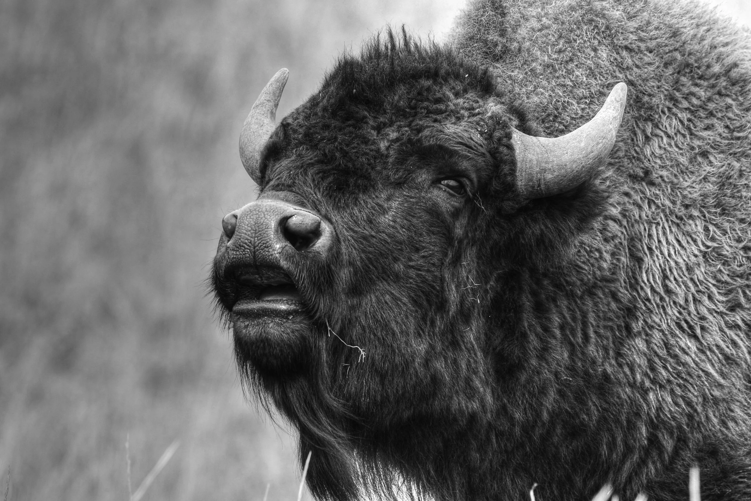 Store 2 — Wintermans Wildlife Images