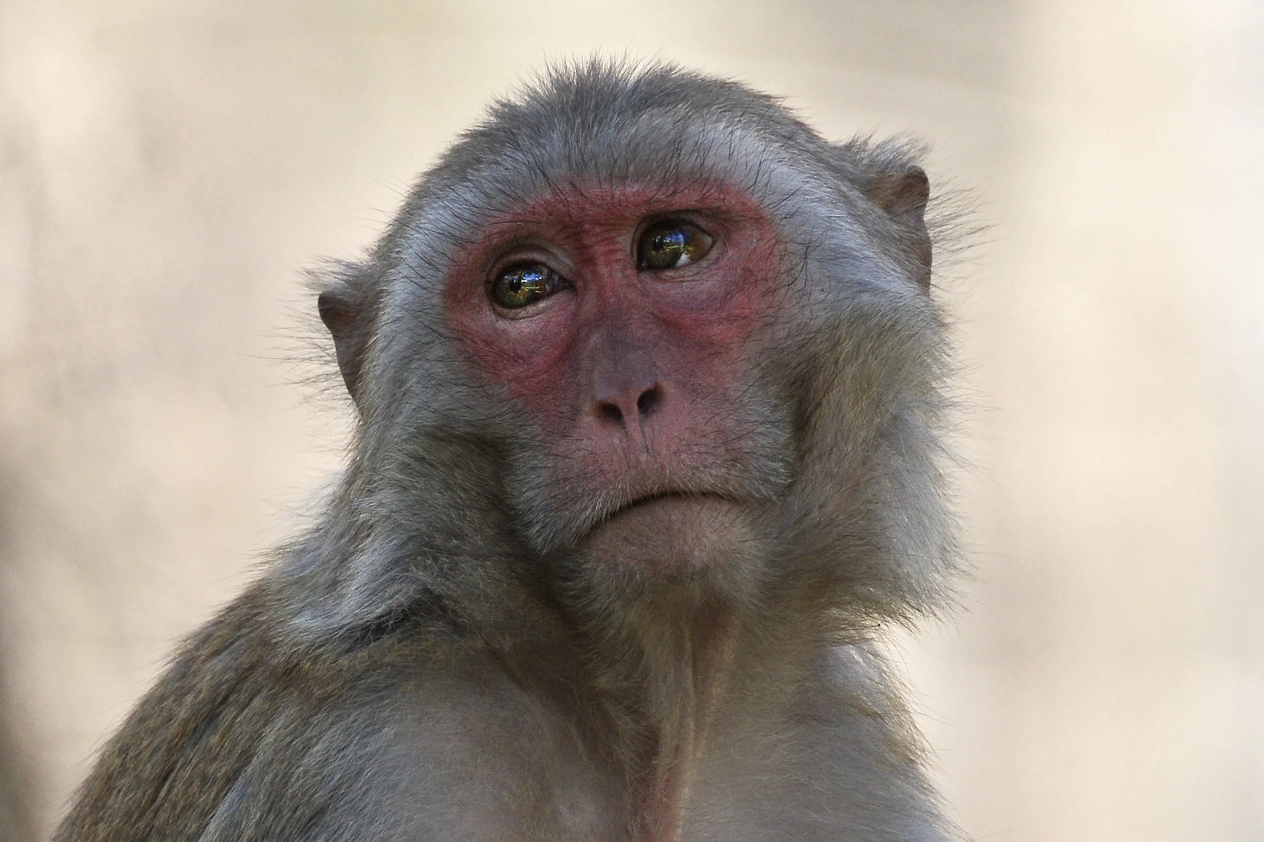 Contemplation (Rhesus Monkey)