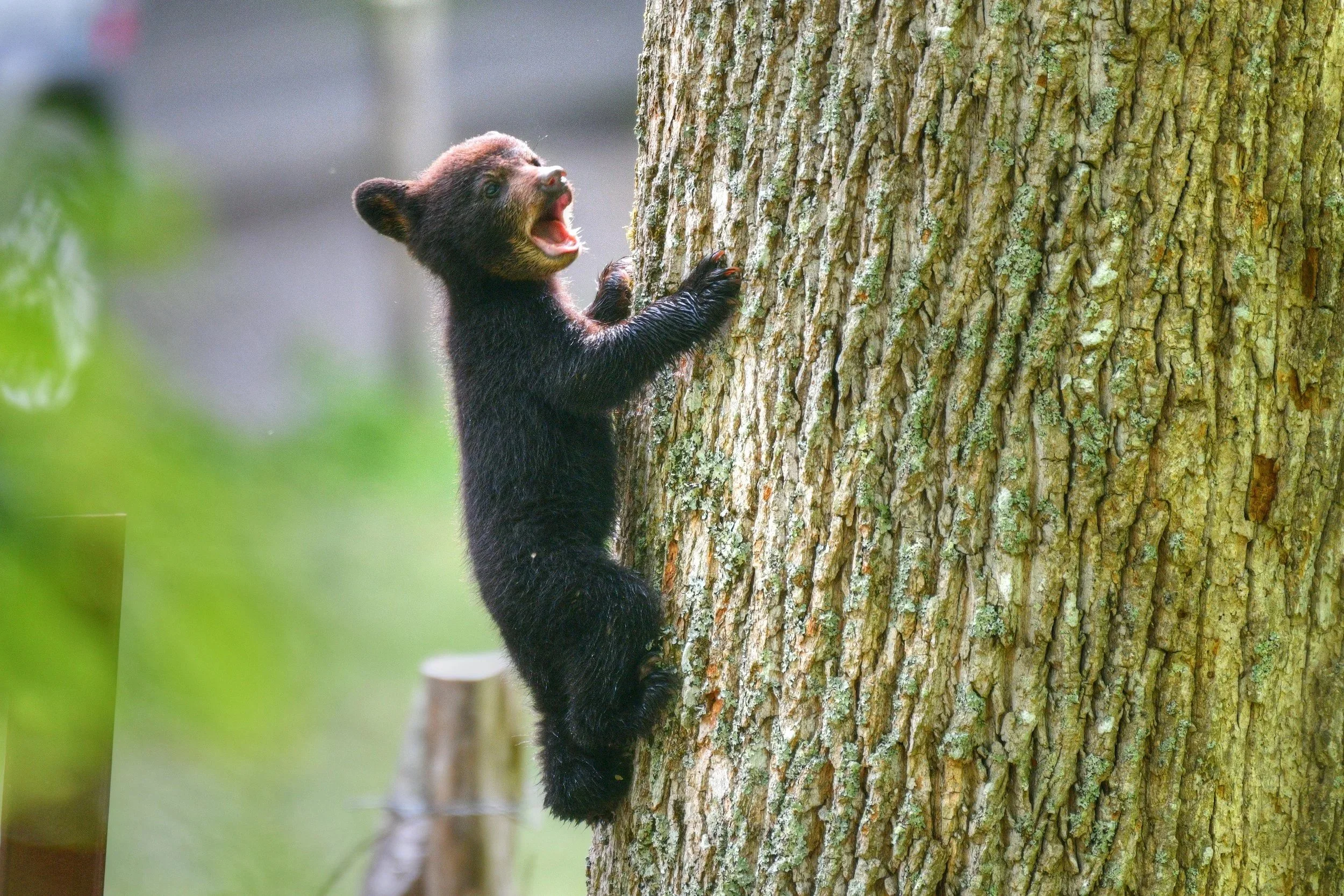 Bear-19-S.jpg