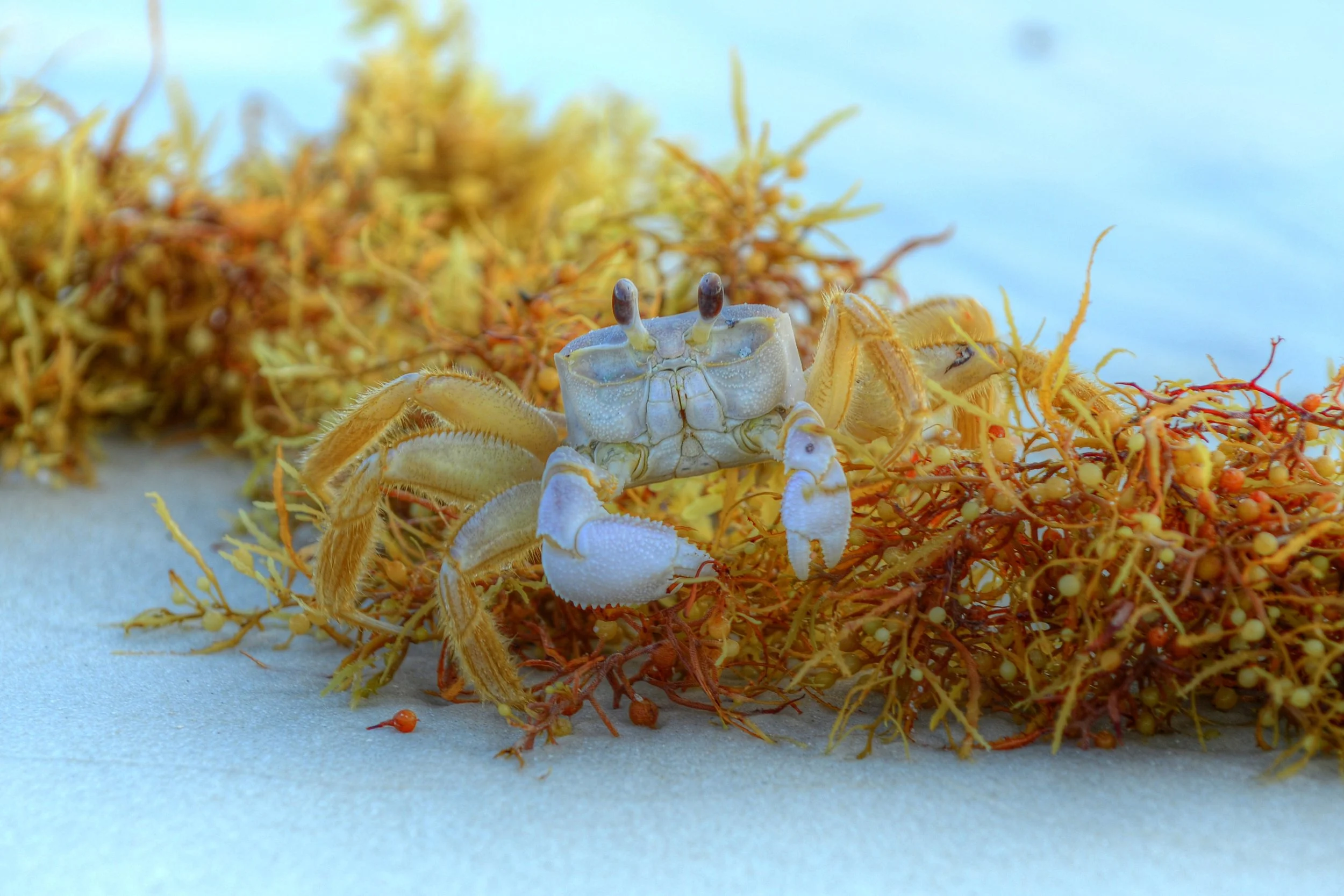 Camo Crab (Ghost Crab)