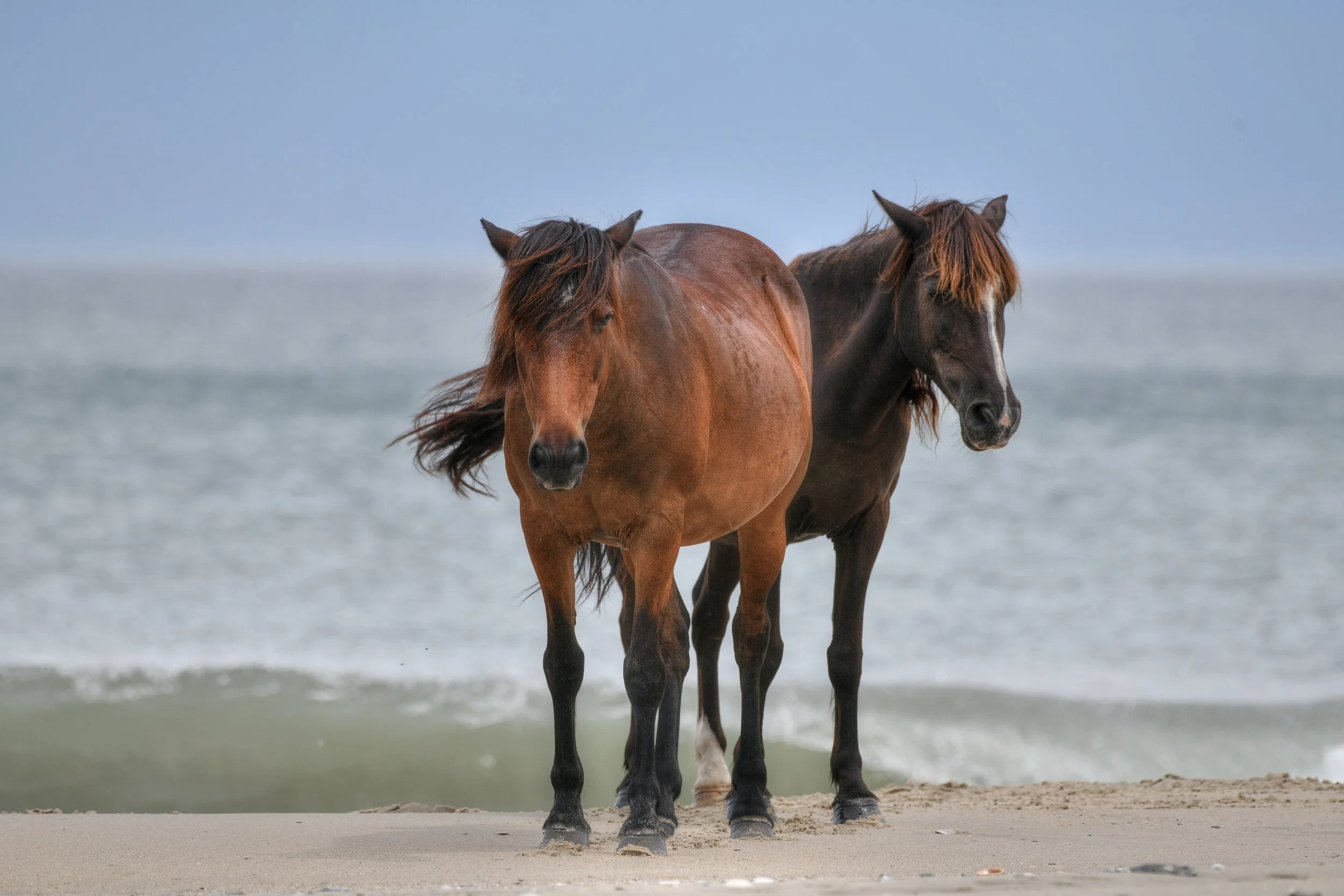 (Wild Horses)