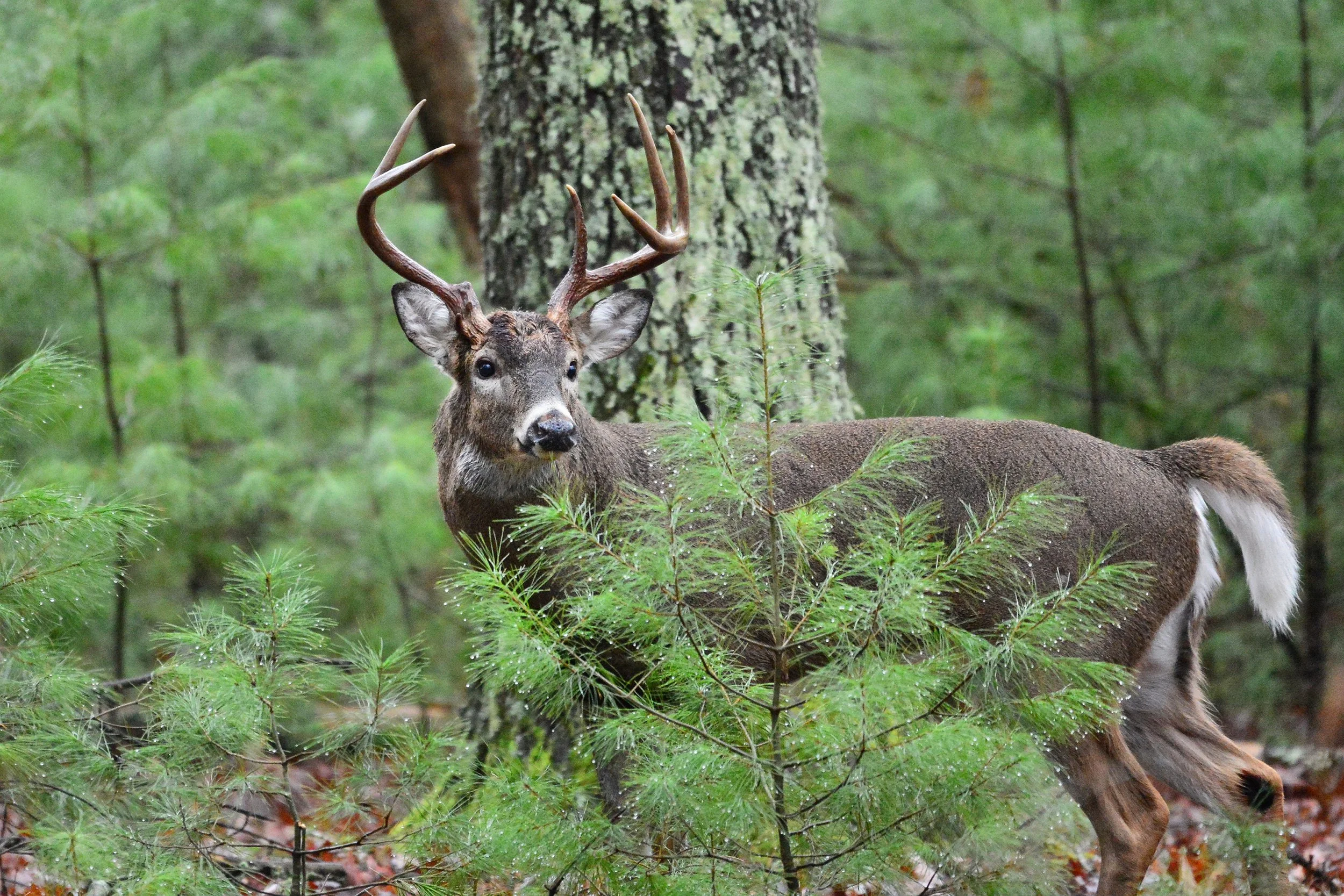 Through the Pines (Smoky Mountains, Tennessee)