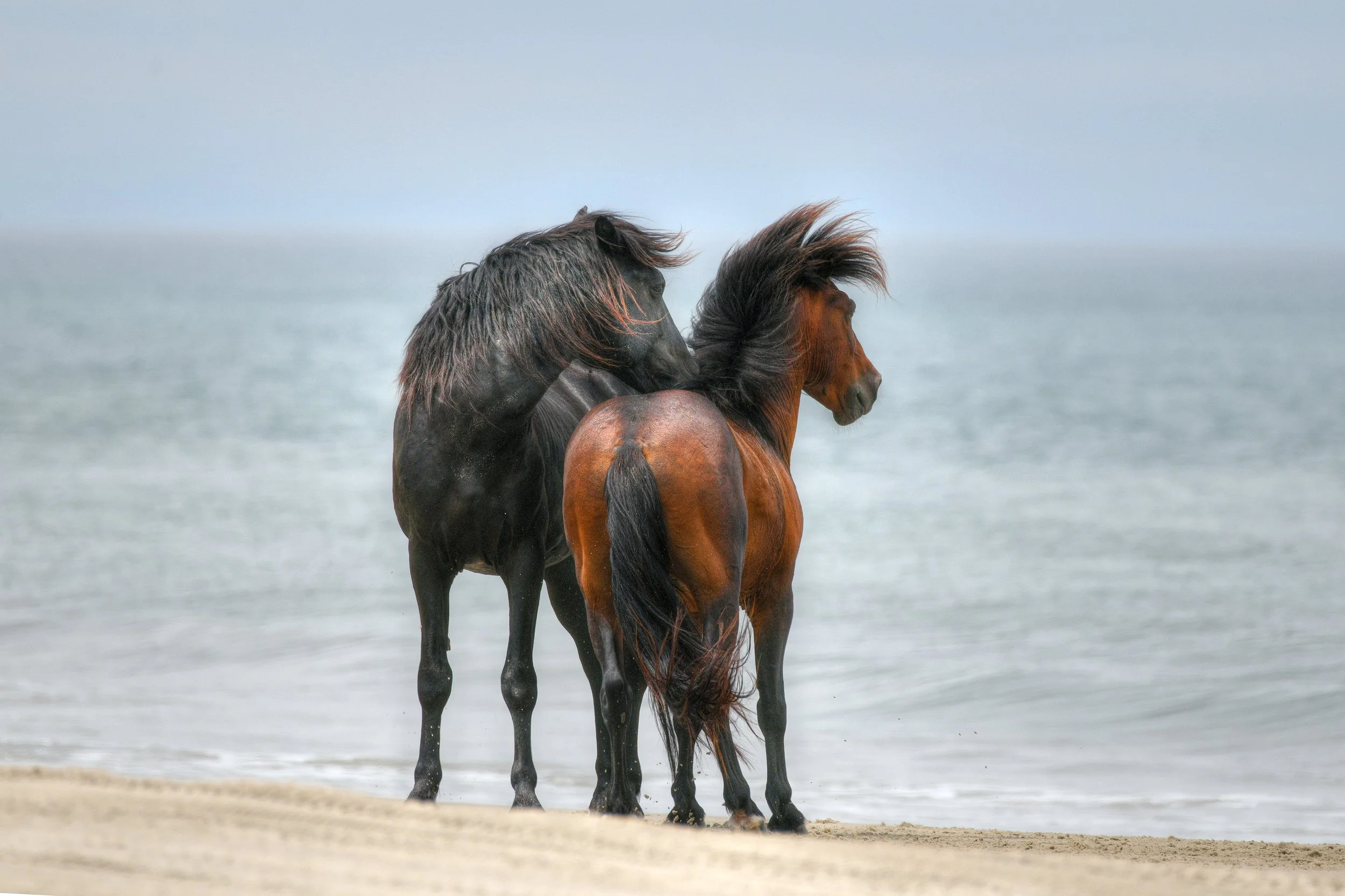 (Wild Horses)
