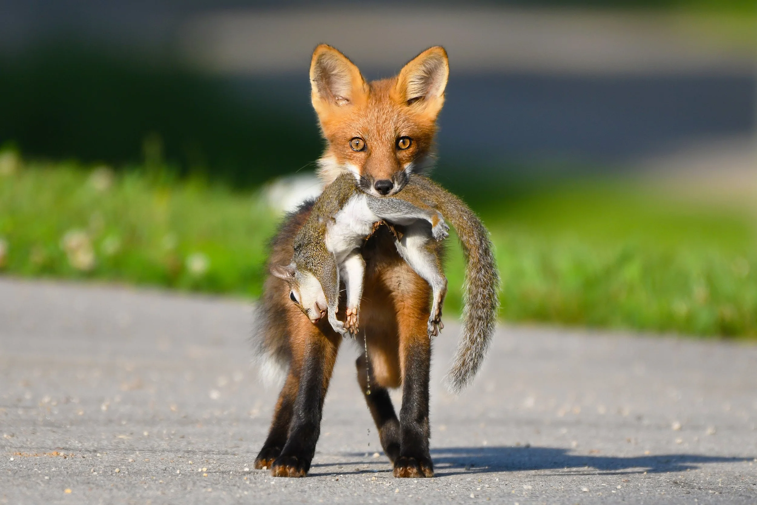 Fox-1-S.jpg