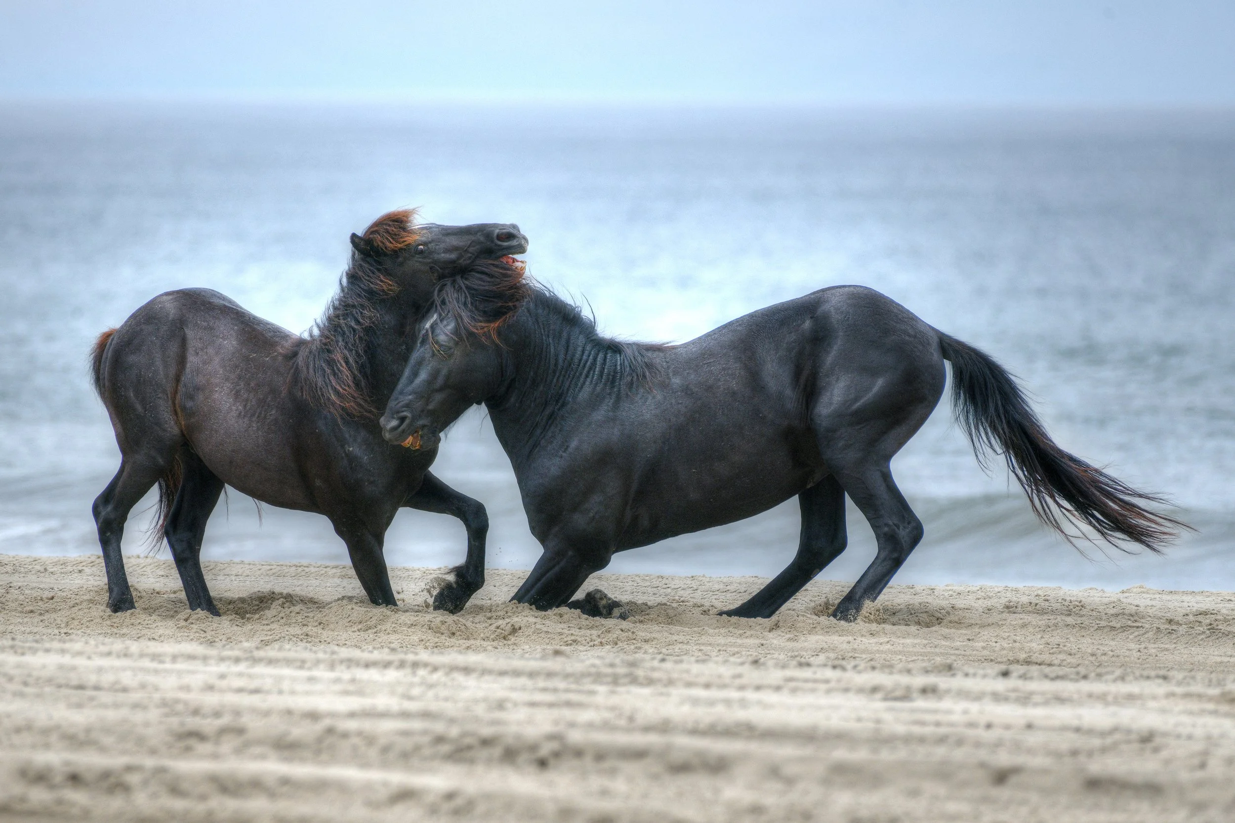 Duel on the Shore