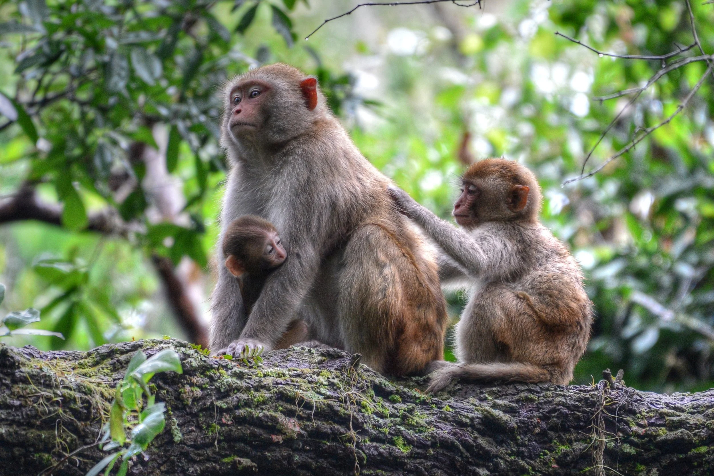 Got Your Back (Rhesus Monkey)