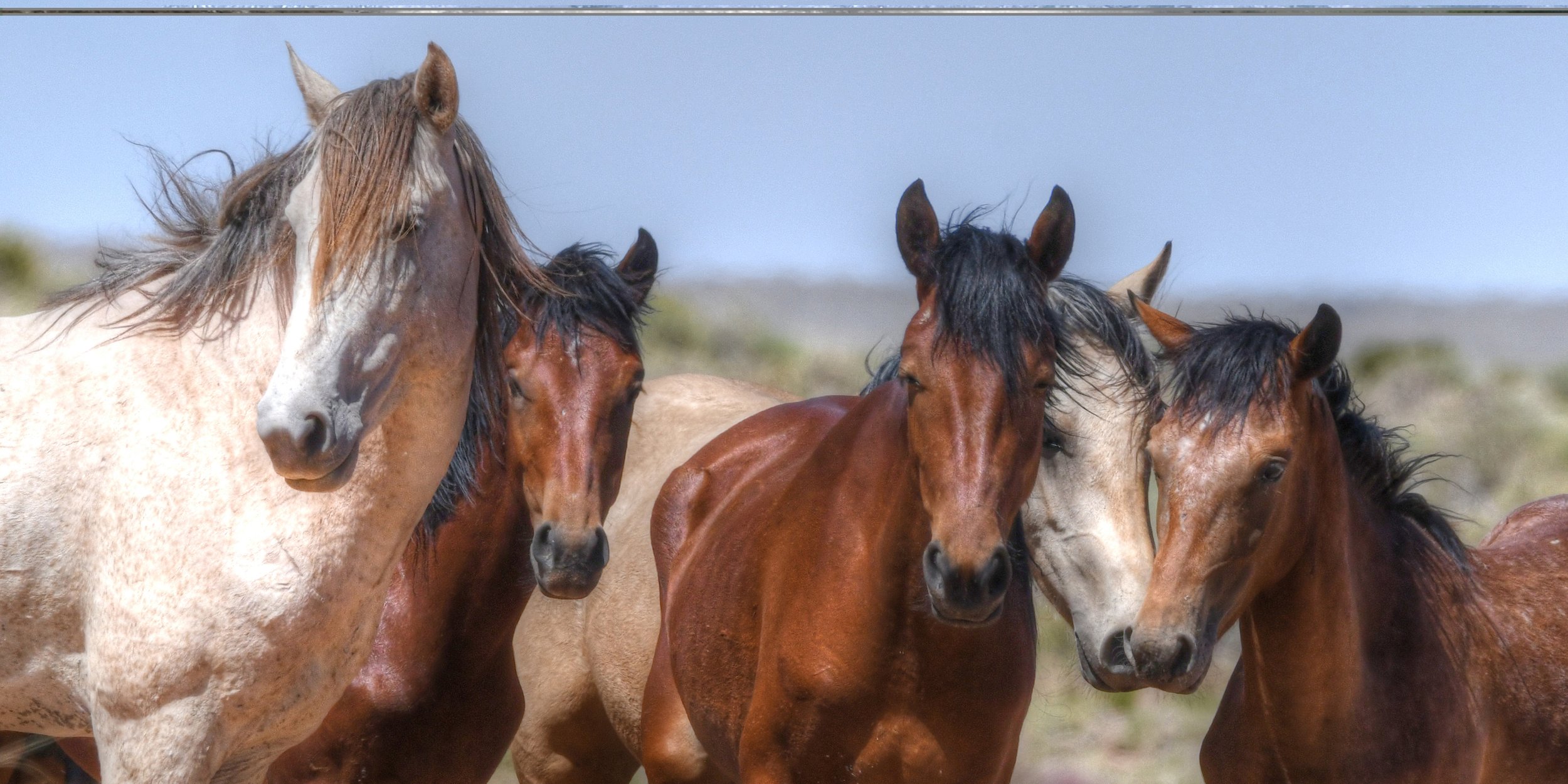 Faces of the Wild (Panoramic)