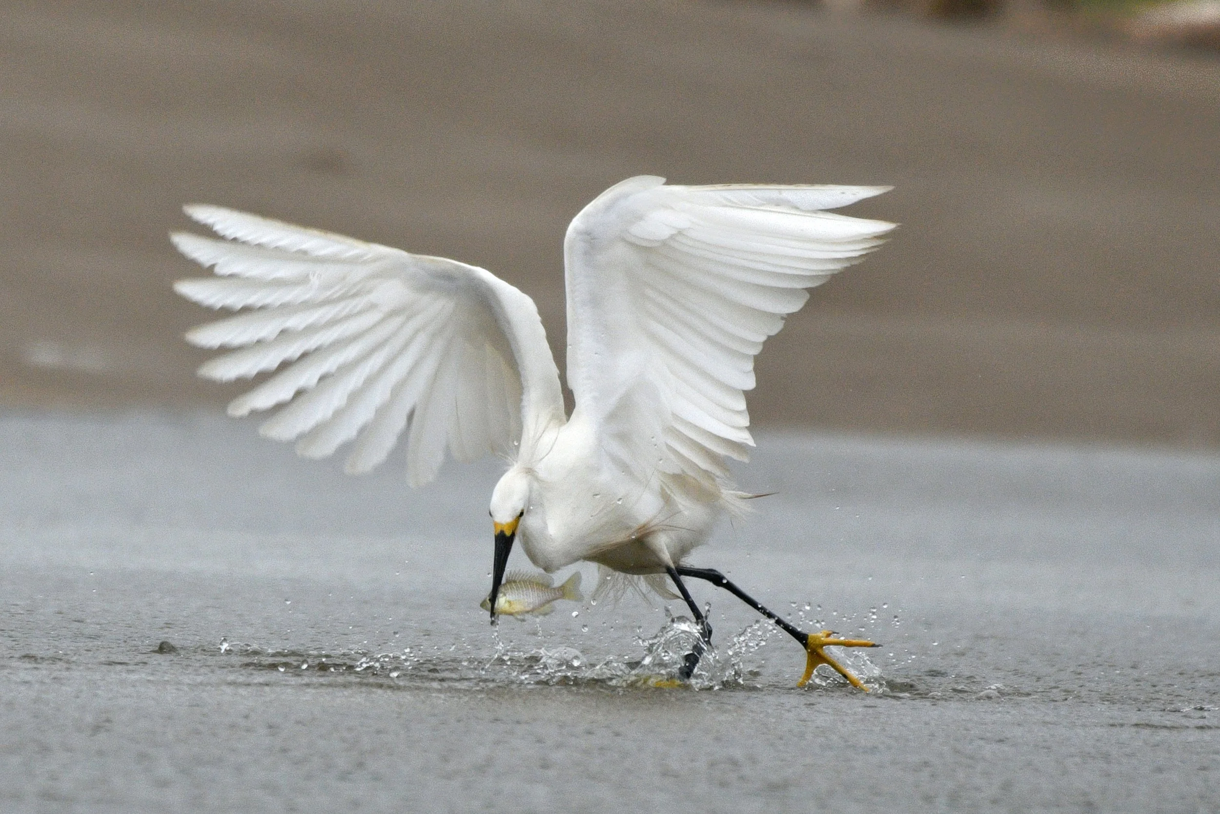 Diving Catch