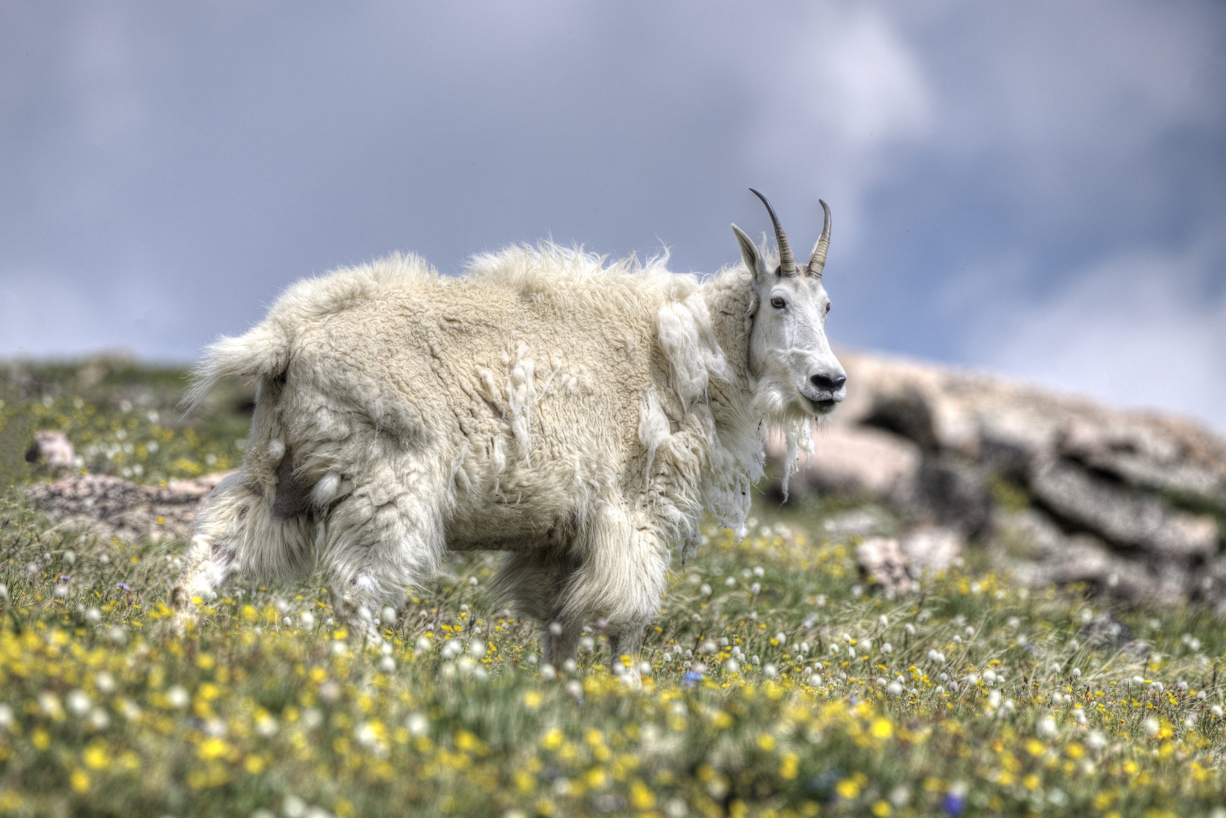 Wildflower Wanderer (Mountain Goat)