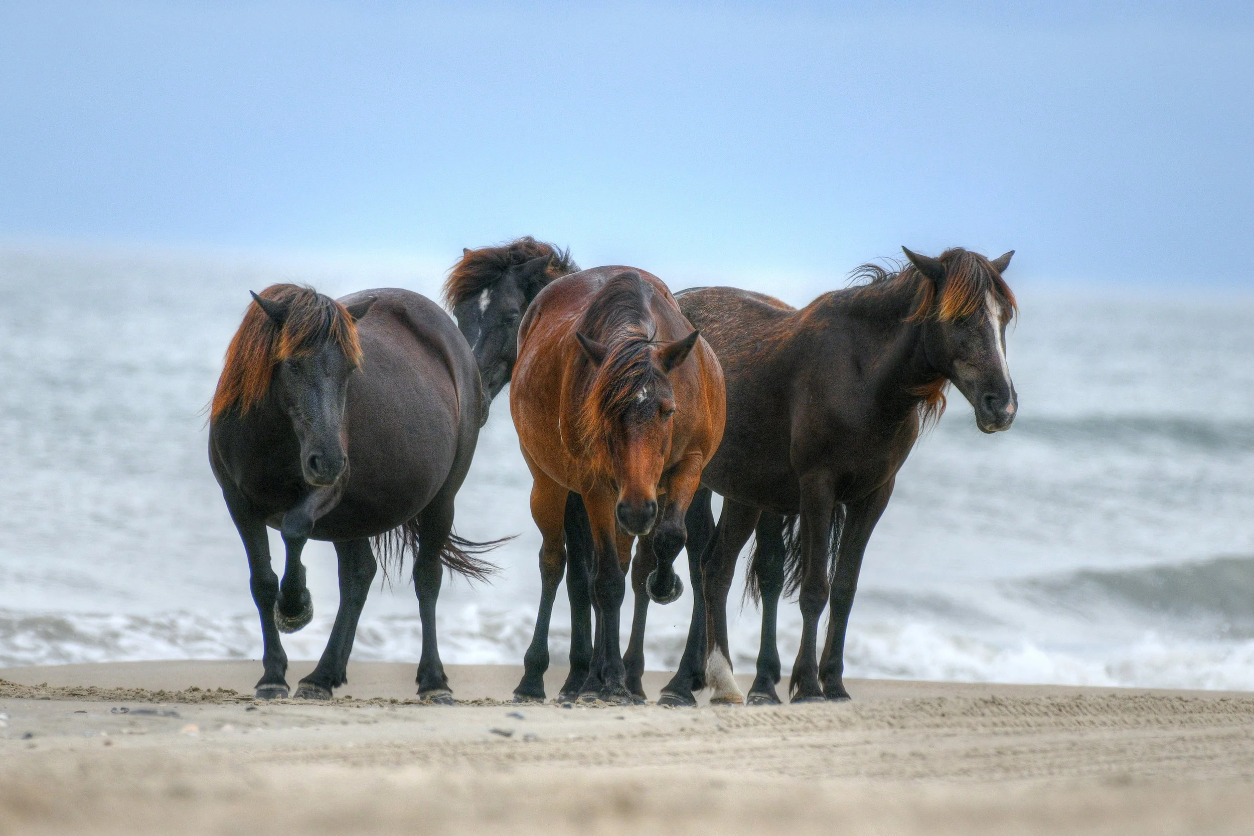 (Wild Horses)