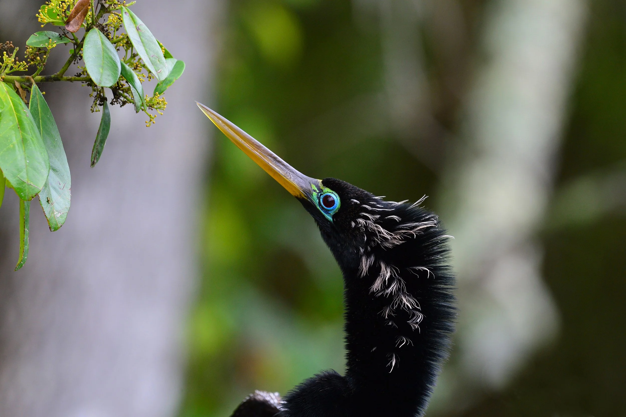 Blue Eyes (Anhinga)