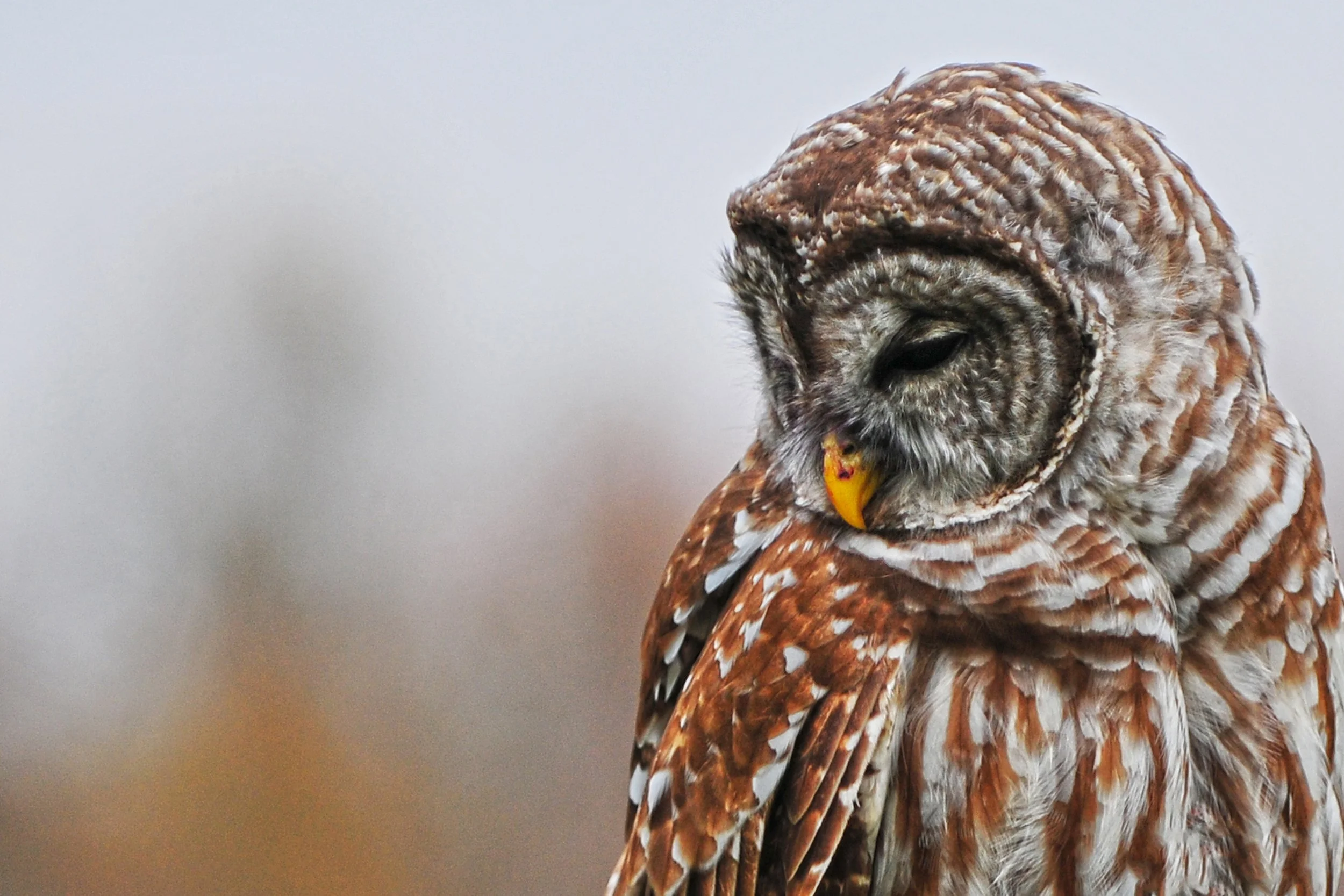 Silent Reflection (Barred Owl)