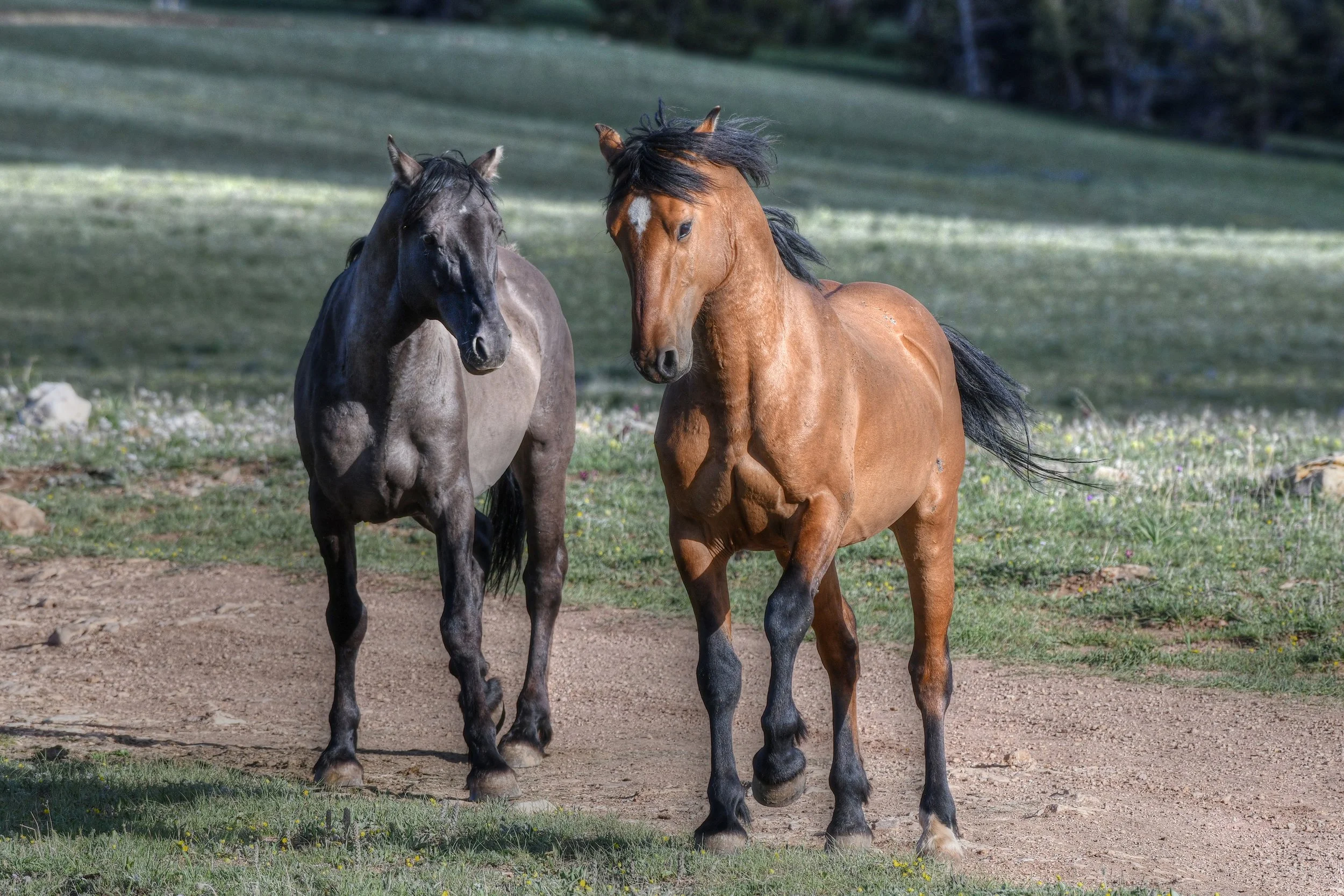 Side by Side (Wild Horses)