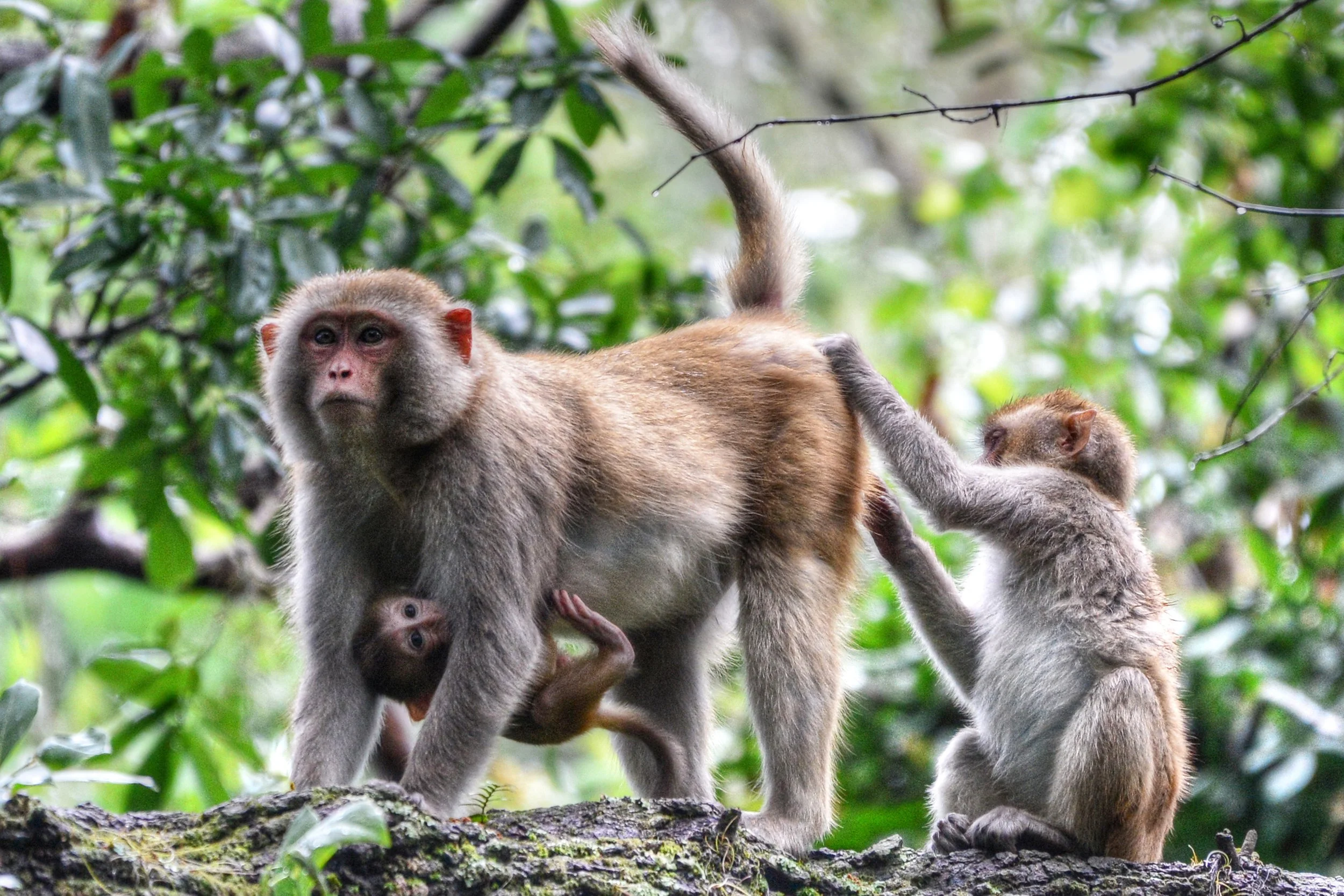 (Rhesus Monkey)