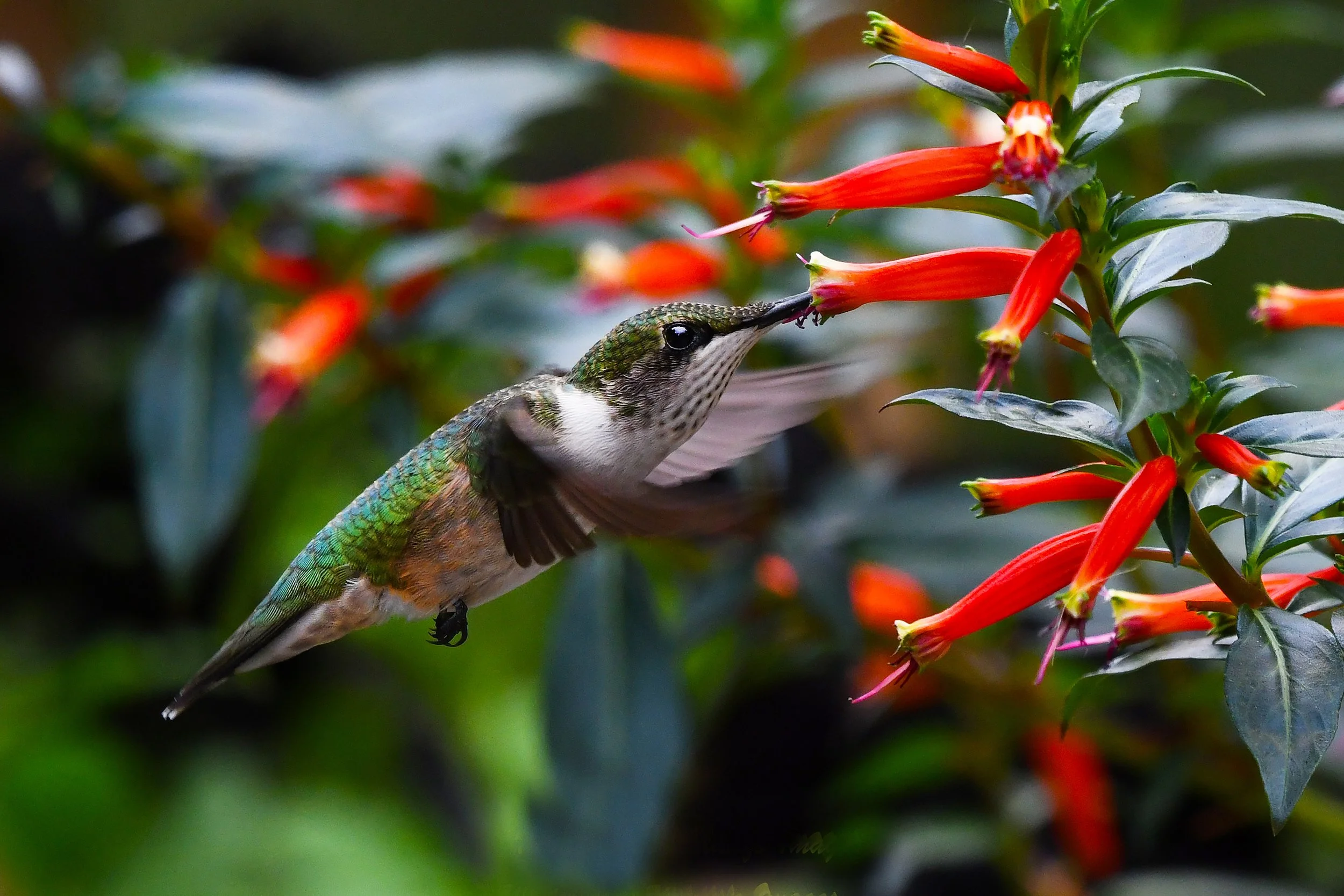 Humming Birds-3-S.jpg