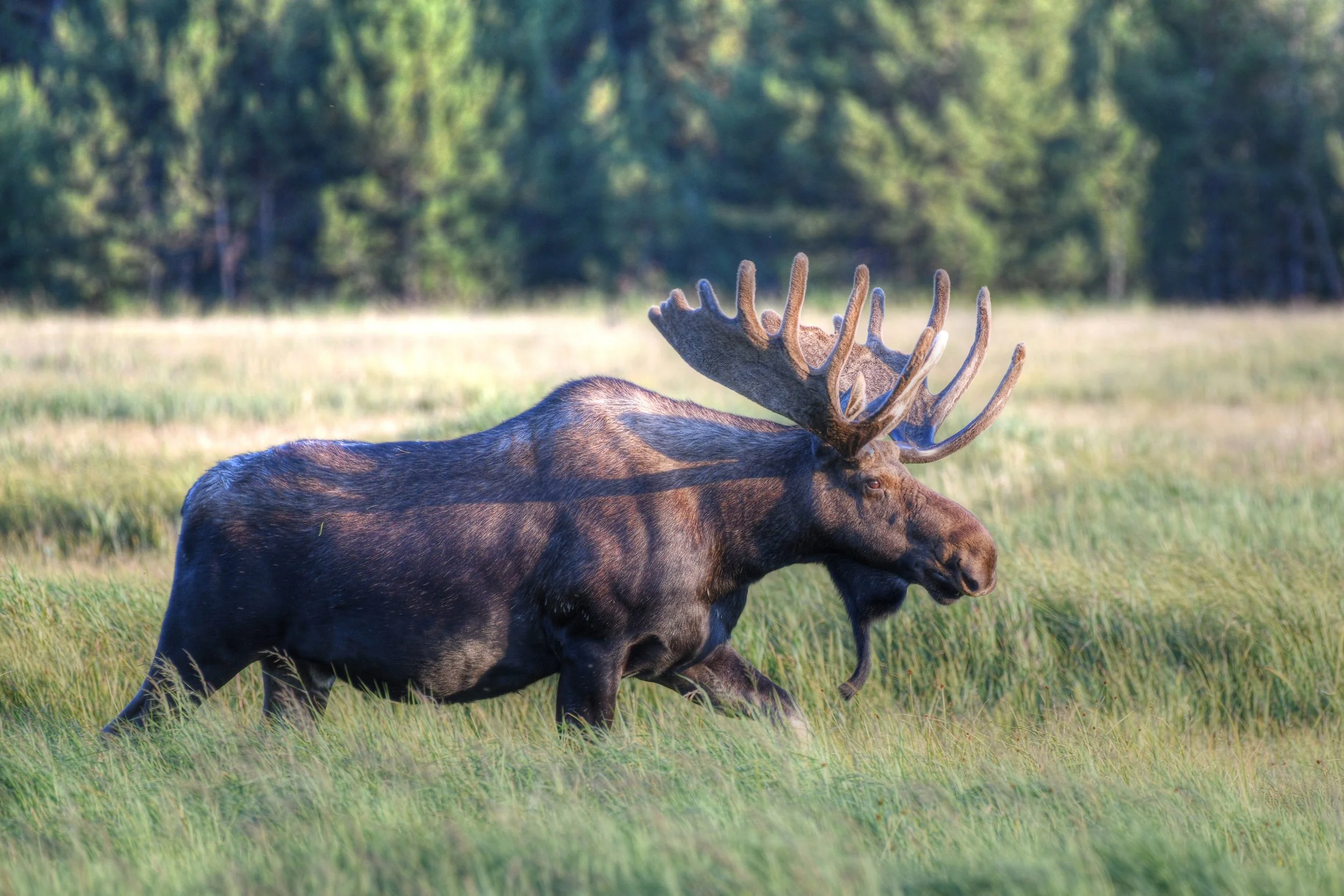 Moose-8-S.jpg