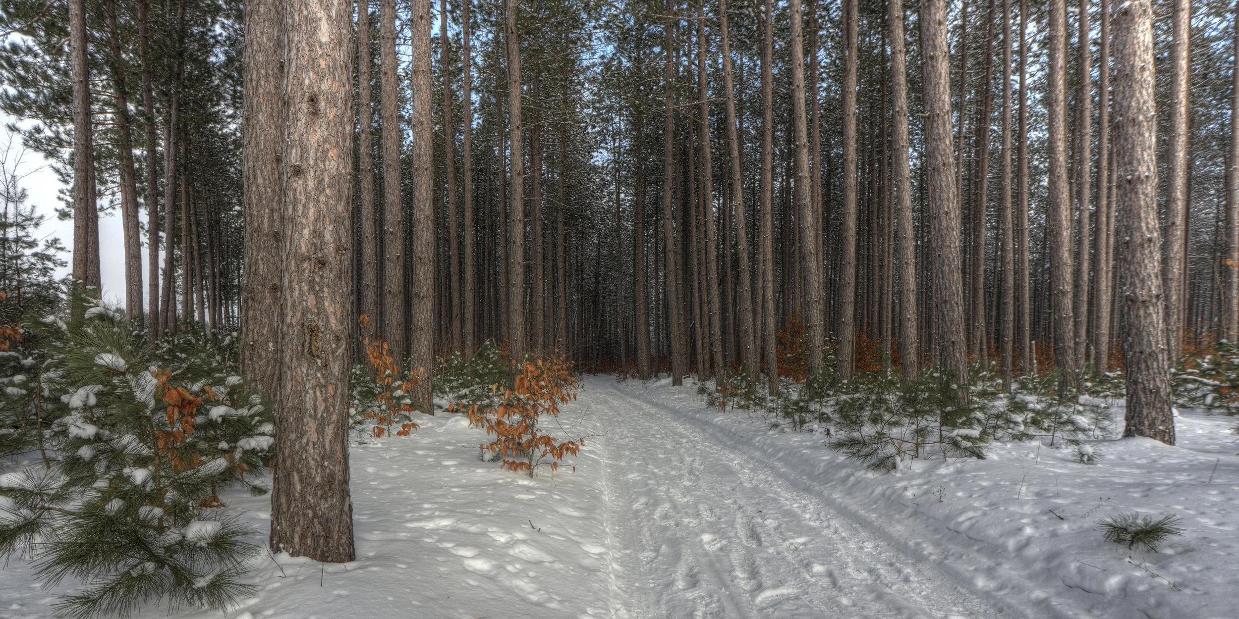 Into the Silent Pine (Frederic, MI)