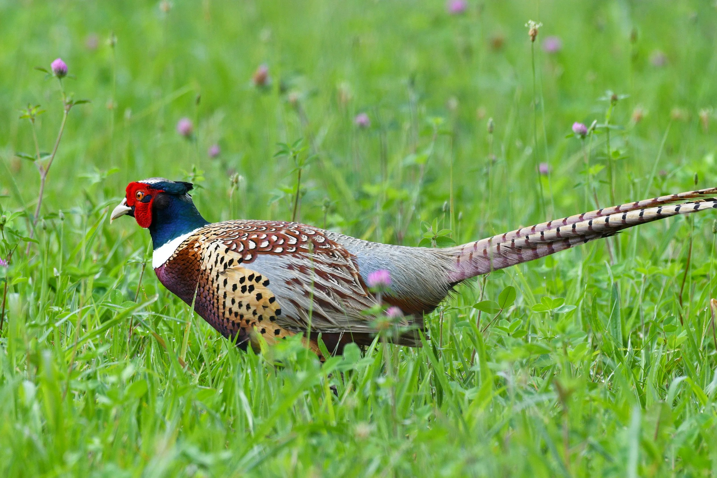 Meadow Monarch (Pheasant)