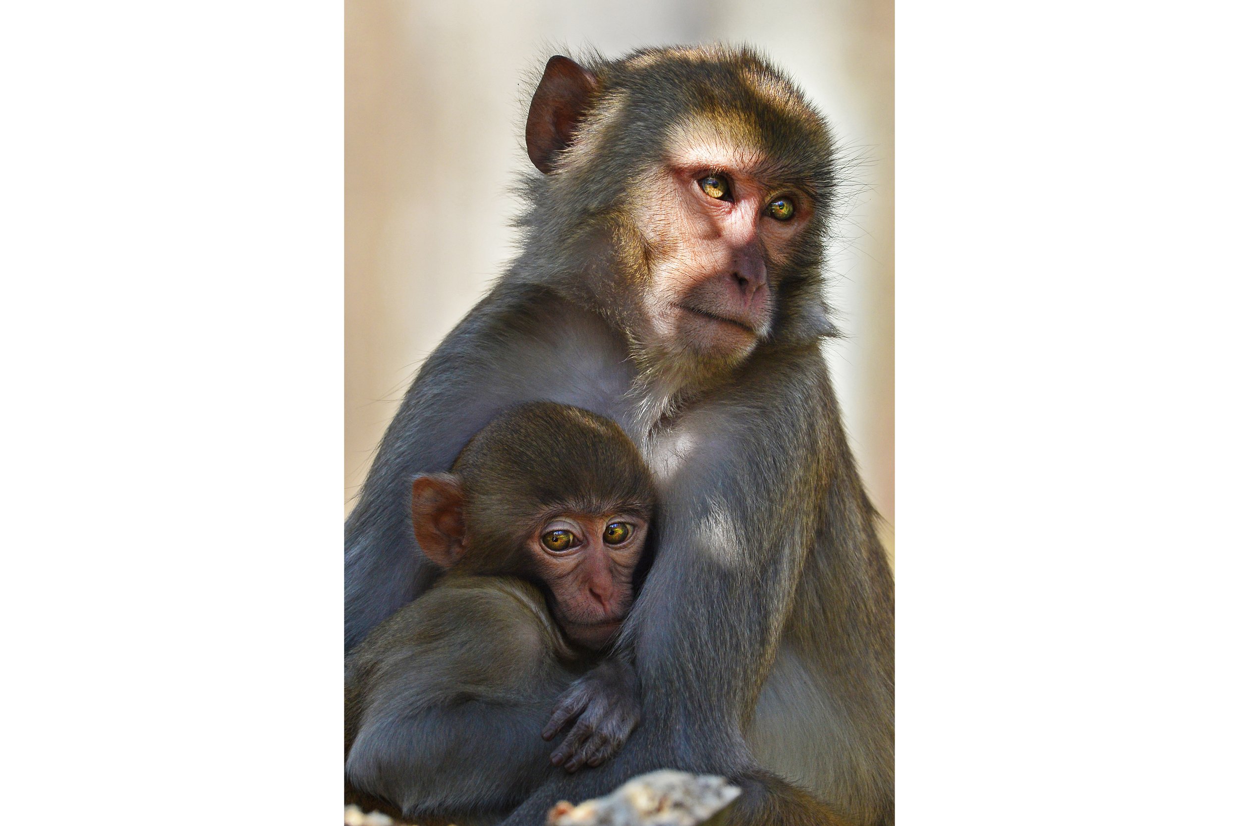 Mothers Embrace (Rhesus Monkey)