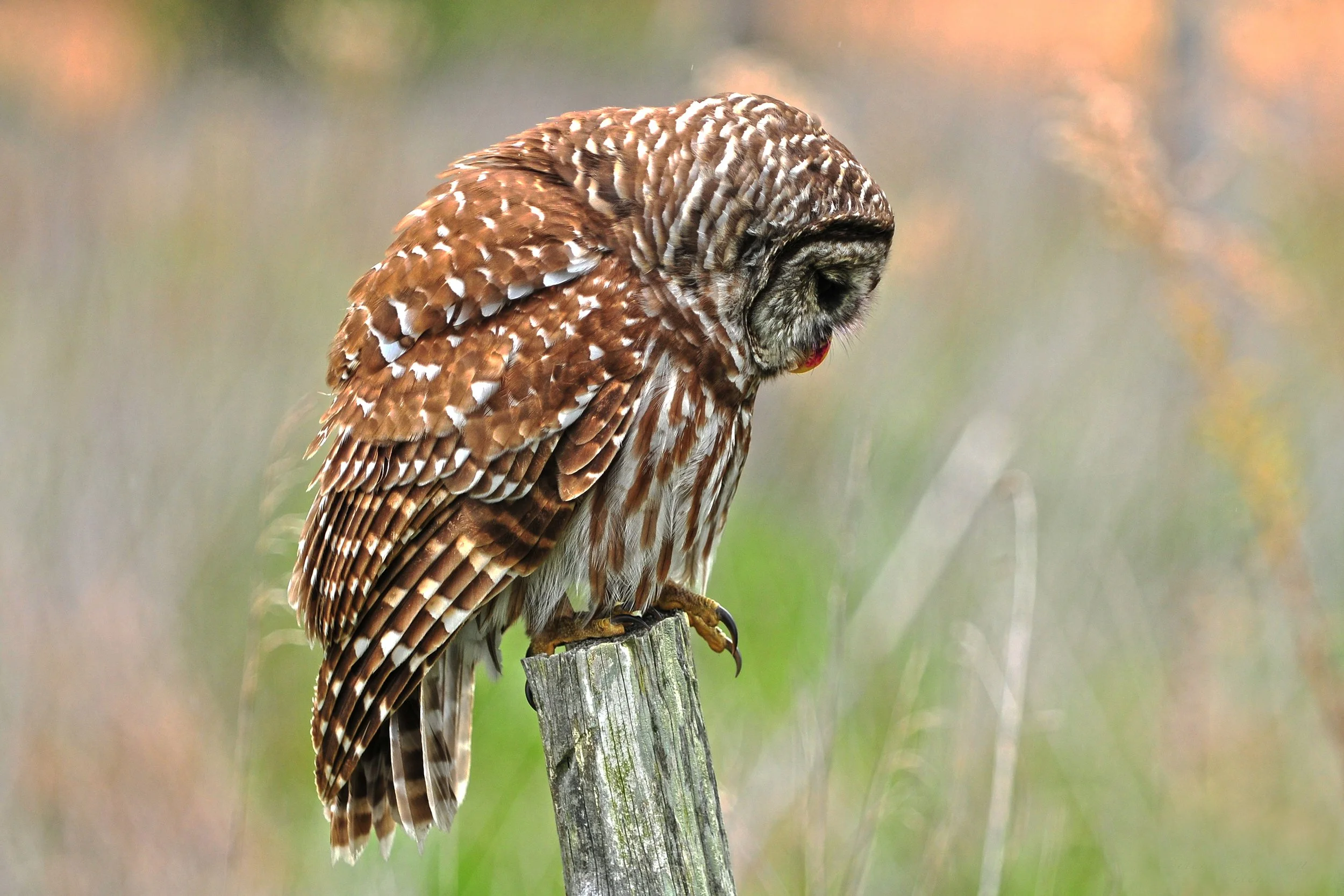 The Silent Watcher (Barred Owl)