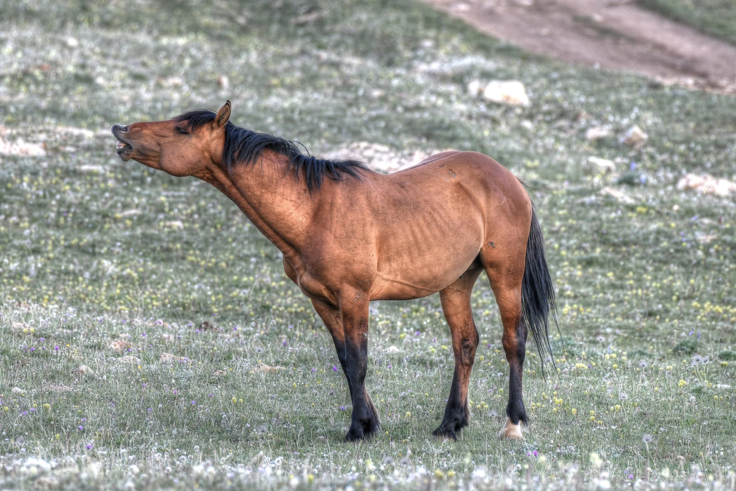Lip Curl (Wild Horses)