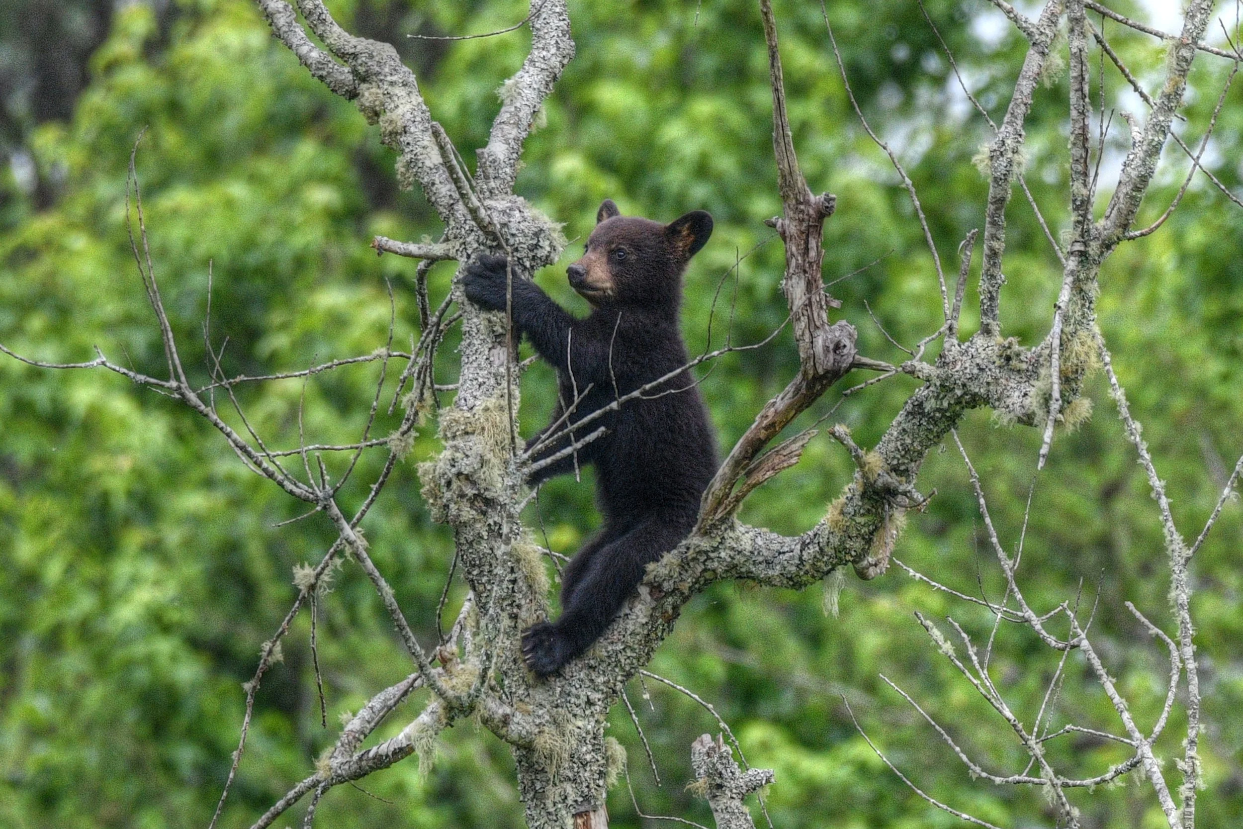 Bear-22-S.jpg
