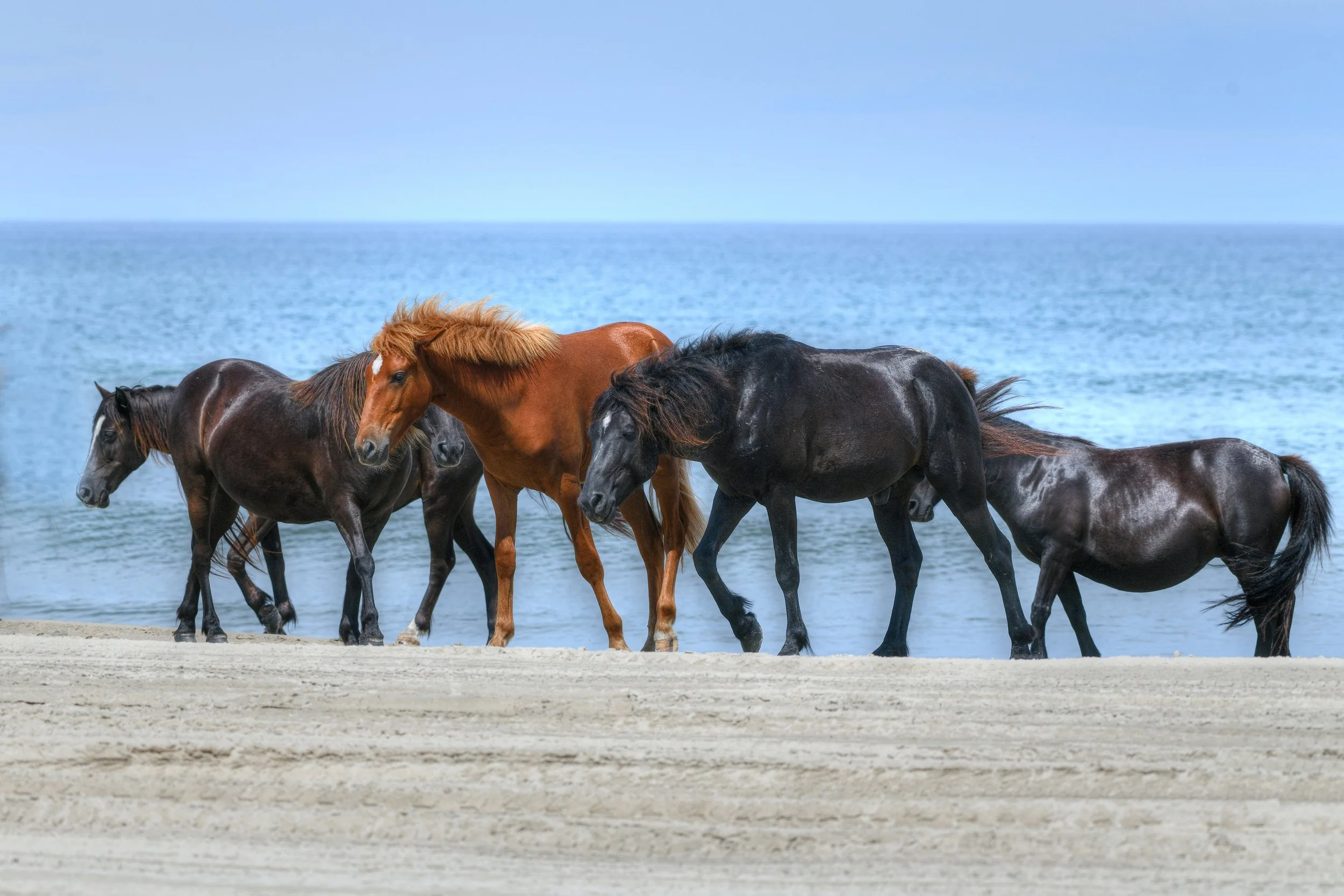 (Wild Horses)