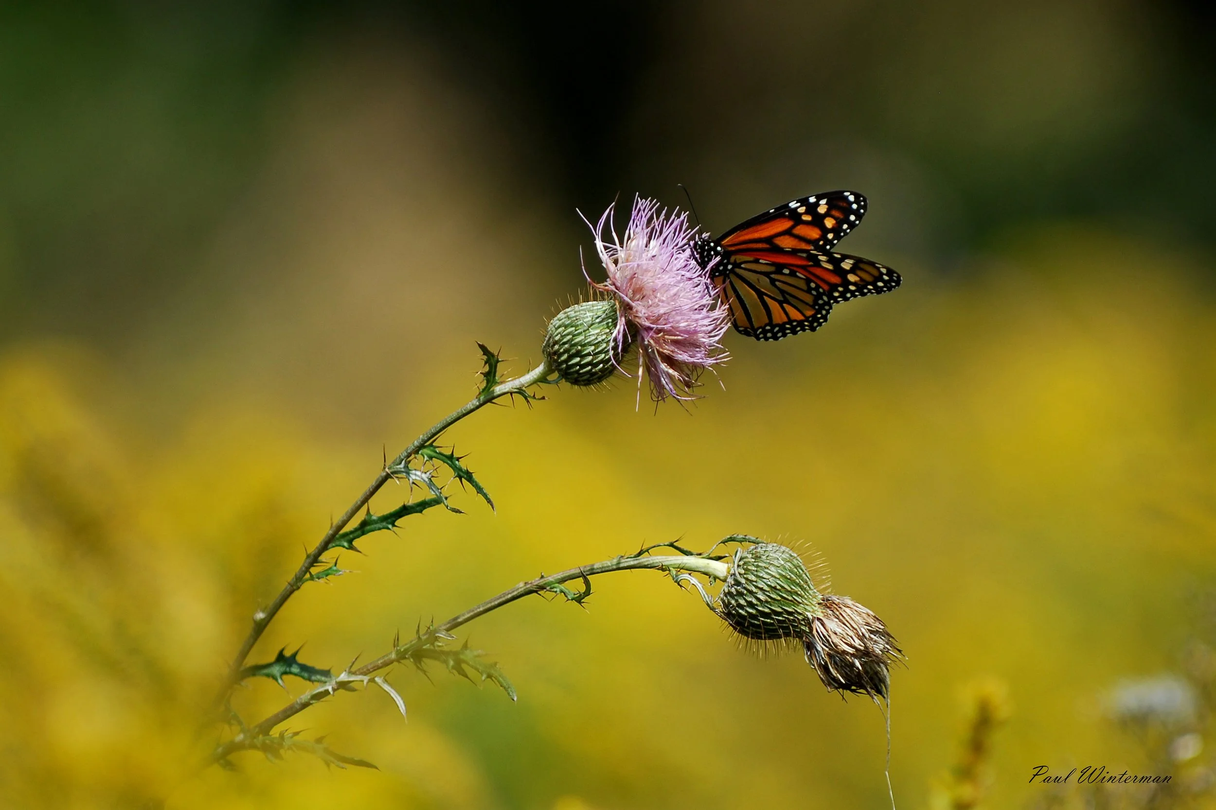 Monarch