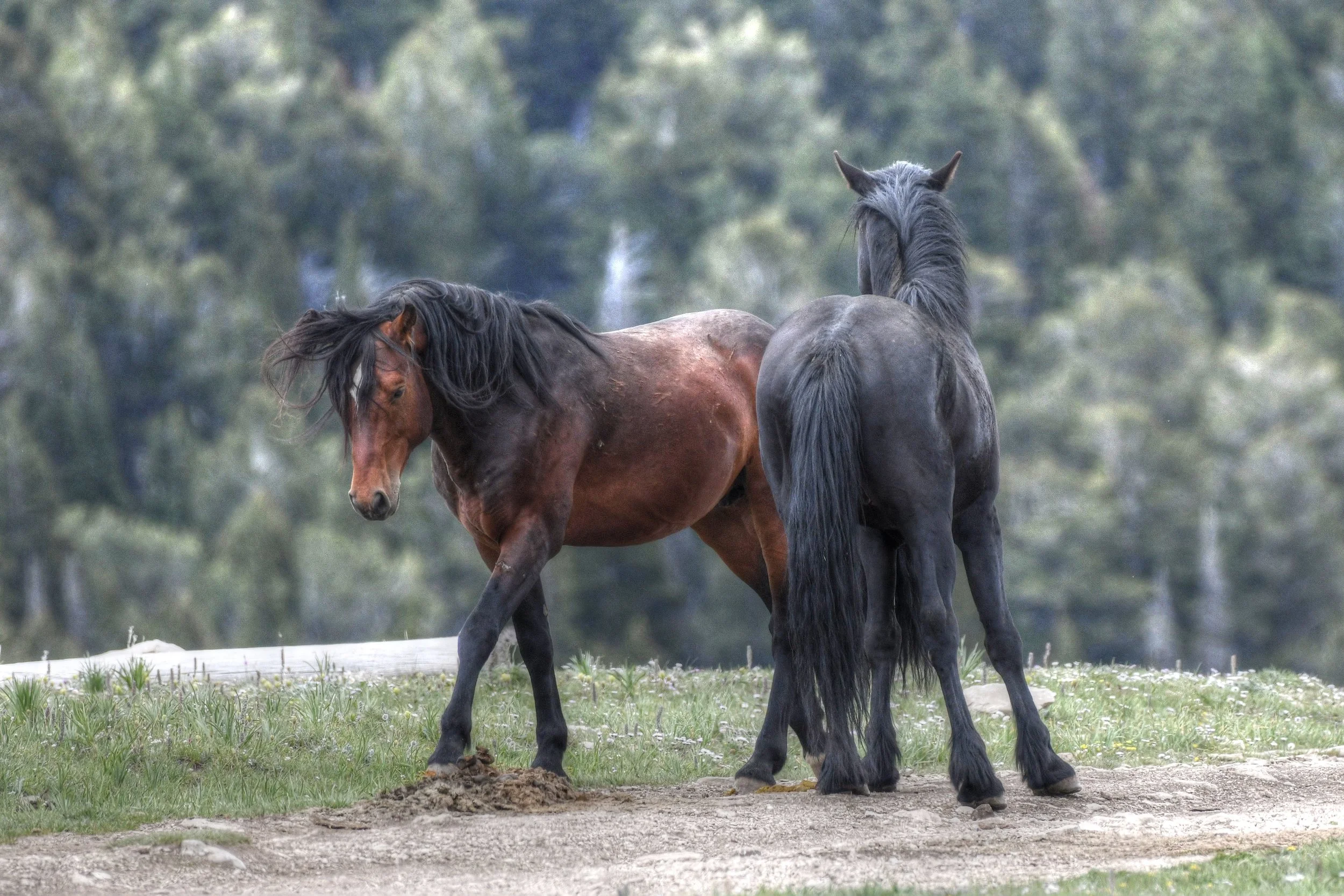 Silent Companions (Wild Horses)