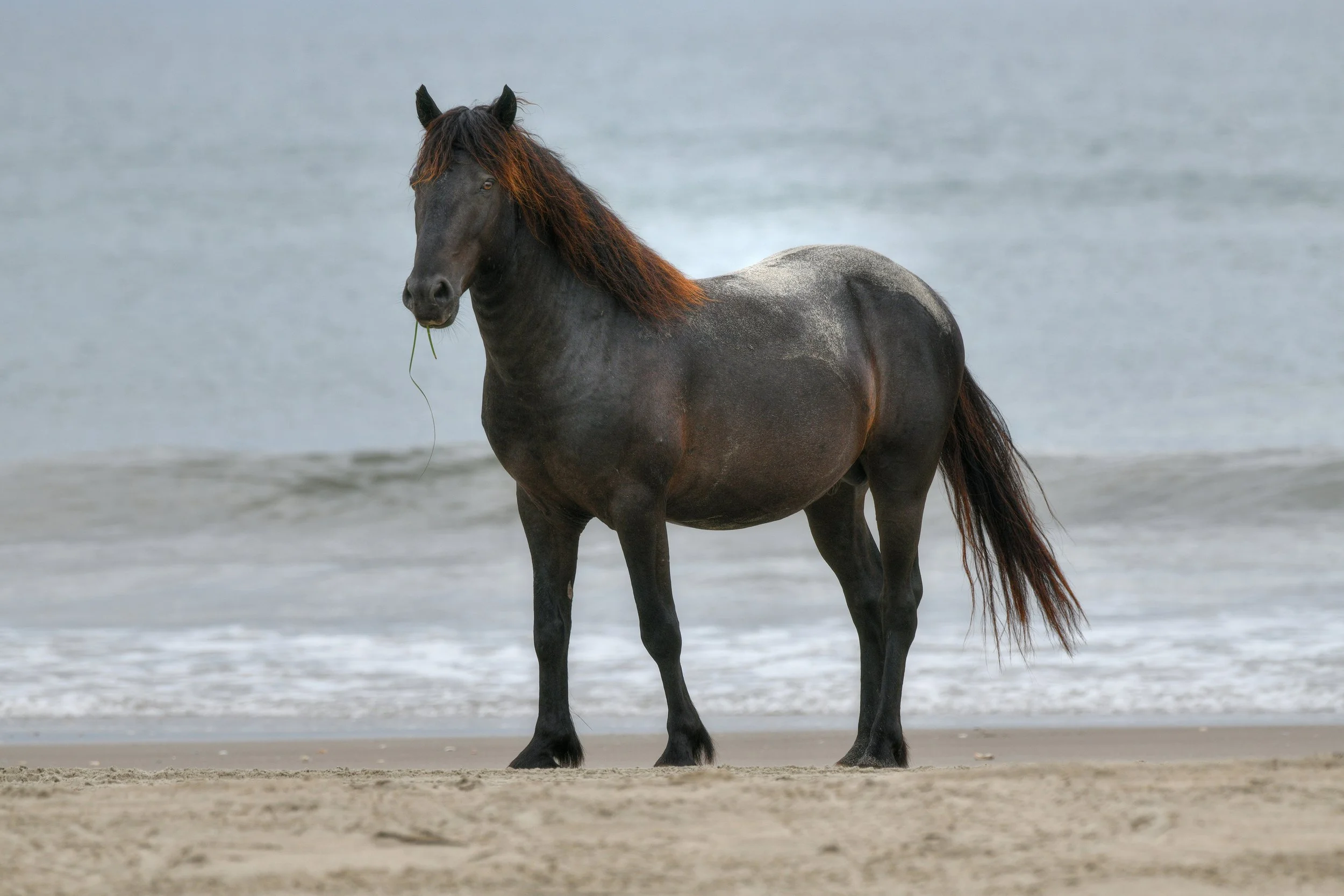 (Wild Horses)