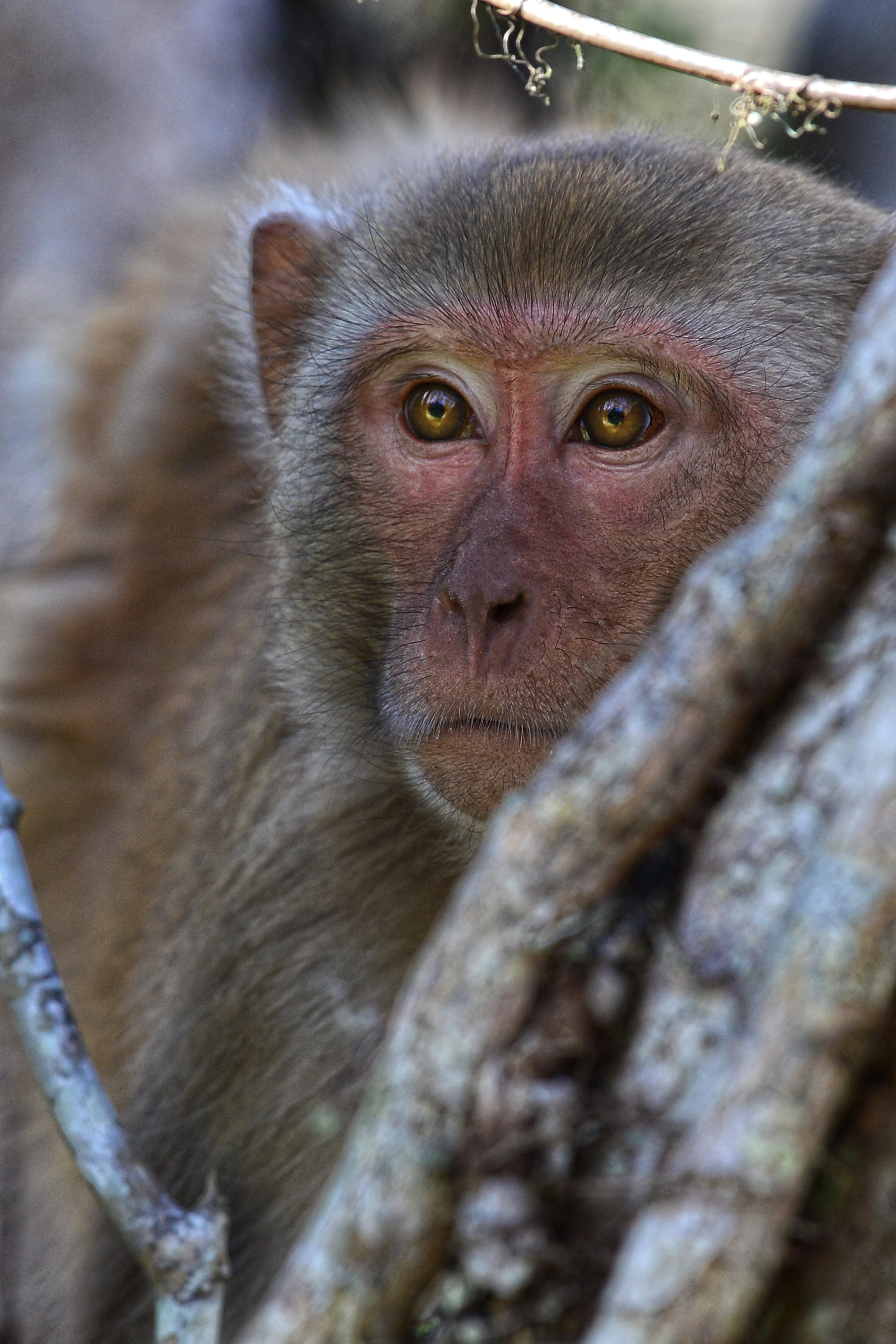 Hidden Gaze (Rhesus Monkey)