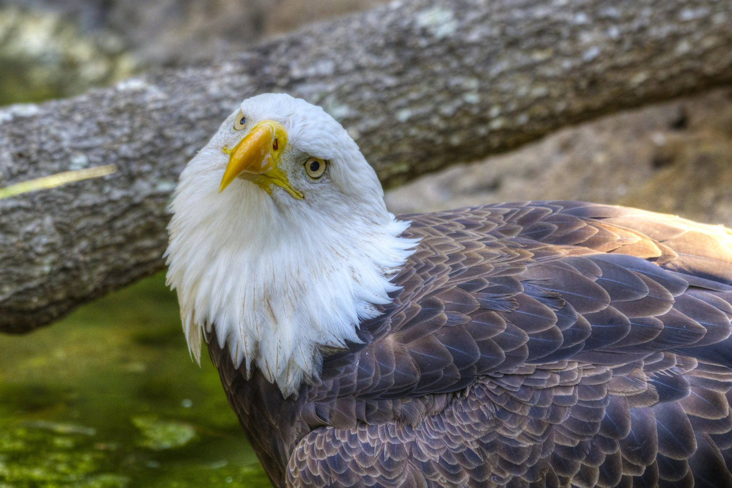 Eyes of Freedom (Bald Eagle)