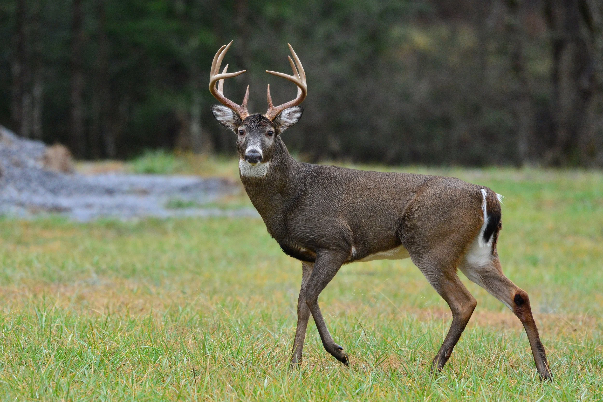 (Smoky Mountains, Tennessee)