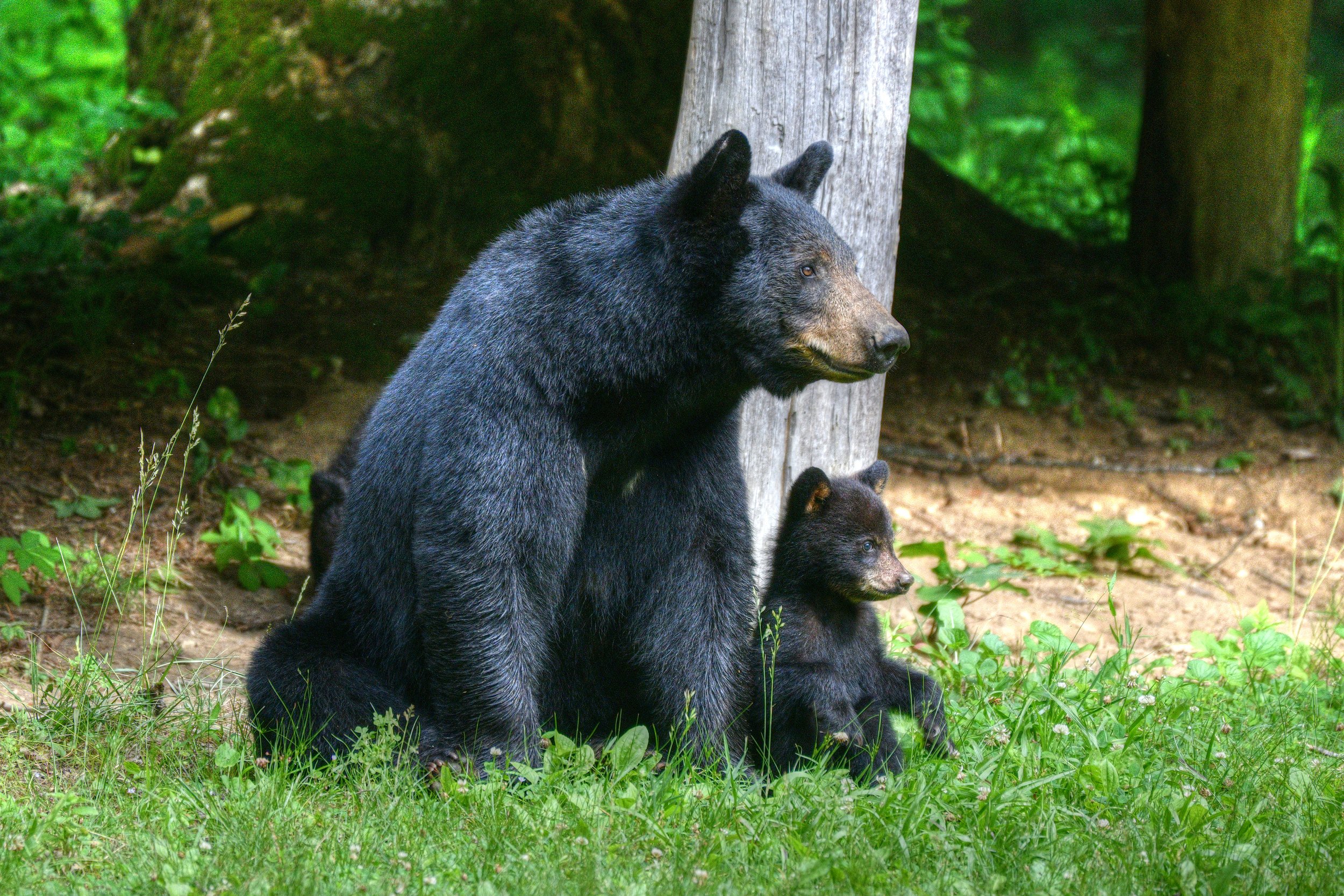 Mom and Cub (Copy)