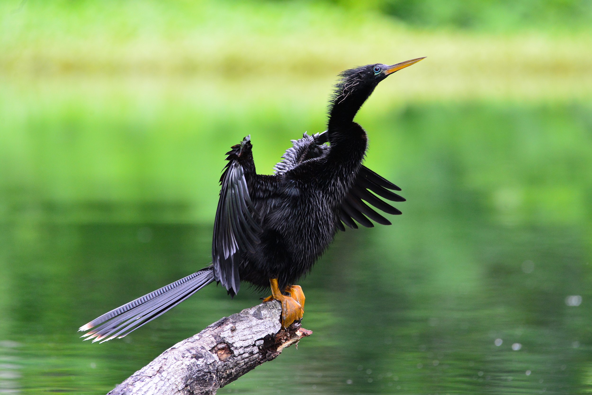 Anhinga-5-S.jpg