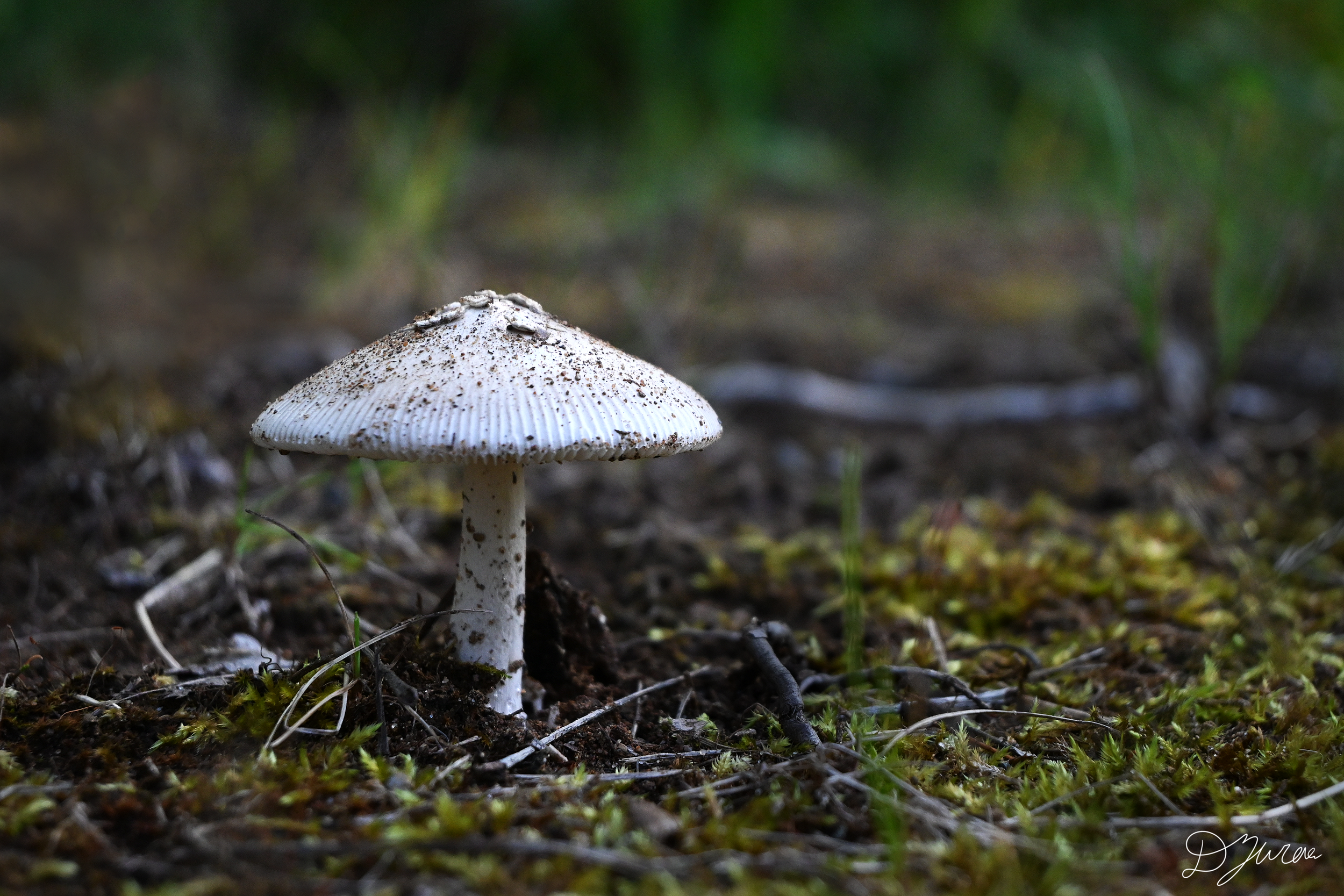 Mushroom One.png