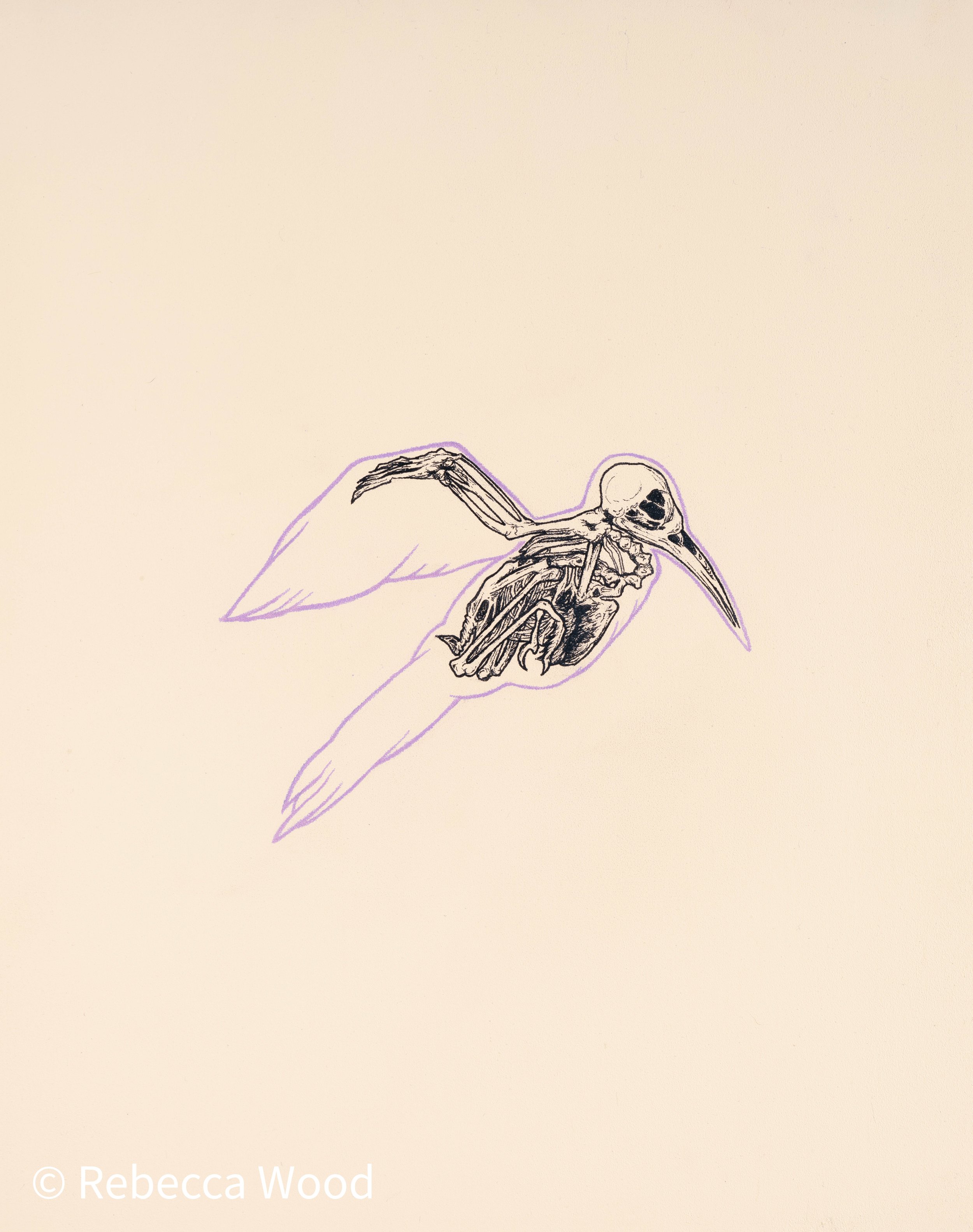 Hummingbird CC WM.jpg