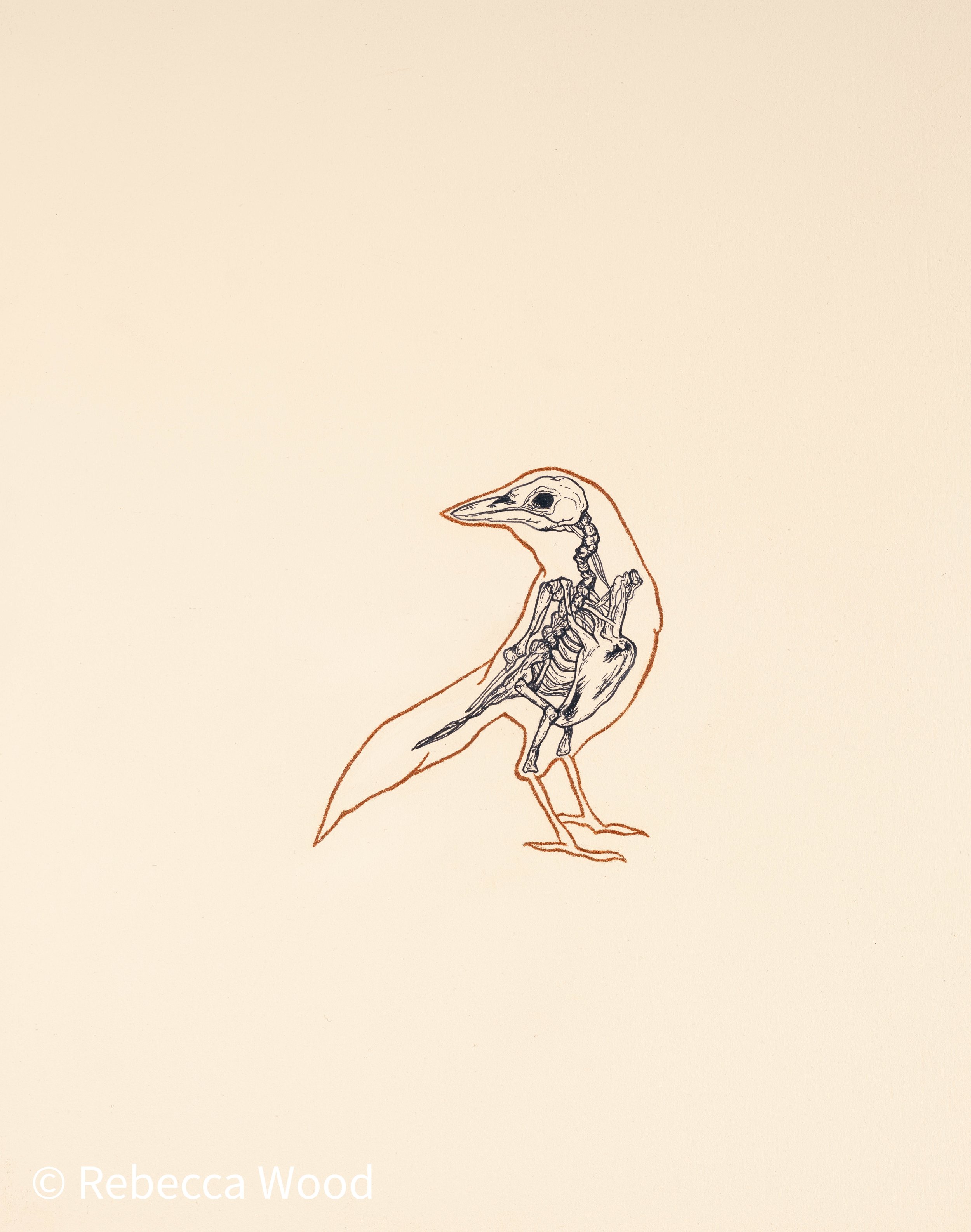 Swallow CC WM.jpg