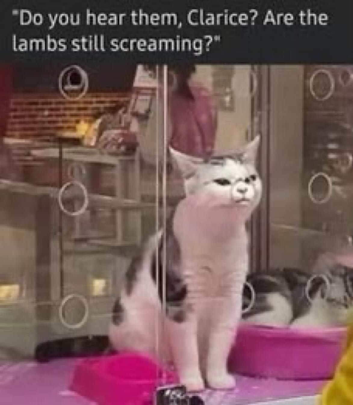 I am the silence between your thoughts, the void between the meows.