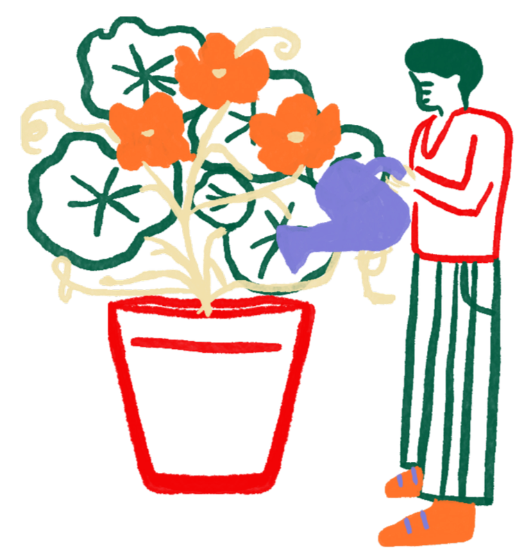 A person watering a potted plant with orange flowers and green leaves.