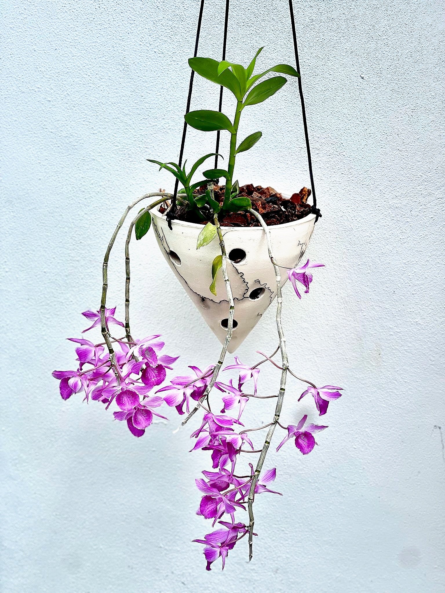 Hanging pot with Dendrobium orchid
