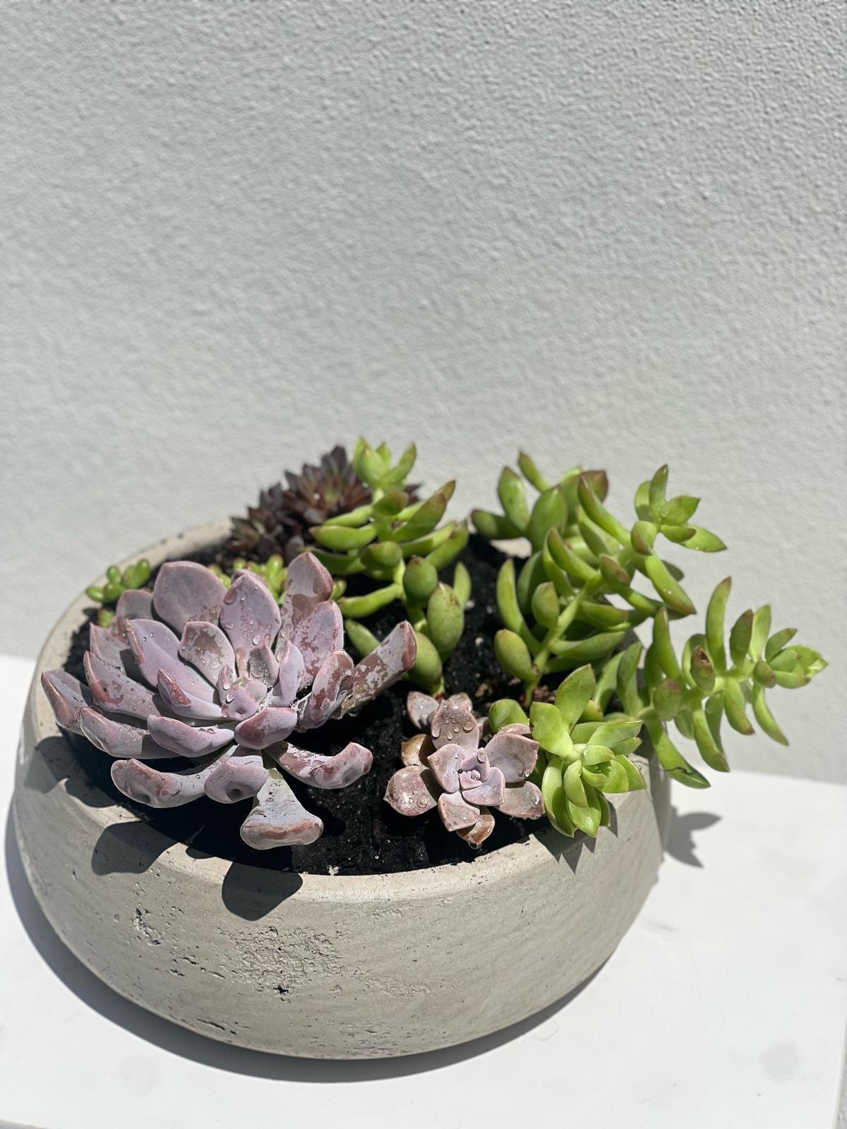 Succulent mix arrangement