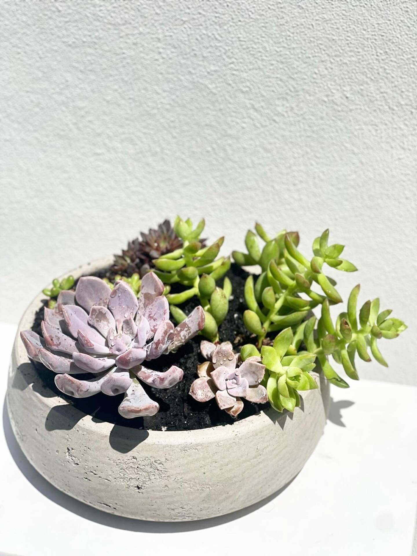 🌱 Round Succulent Planter

A succulent lover or a fan of clean design?
This low concrete planter brings together several species of succulents in one place. Its simple design makes it perfect for desks, tables, or as a gift for someone who loves nat