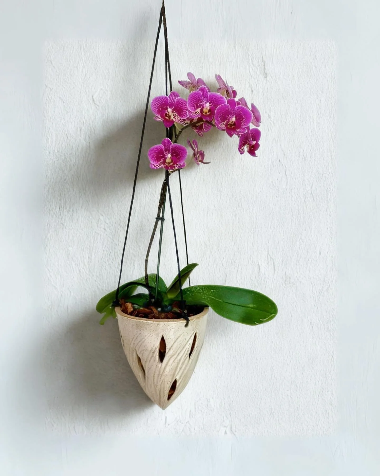 Hanging Orchid Planter

🌿 Bring your walls to life. Our handcrafted hanging planter is designed to enhance the natural beauty of your plants, with an organic design that adds texture and warmth to any space. Ideal for bright interiors or cozy terrac