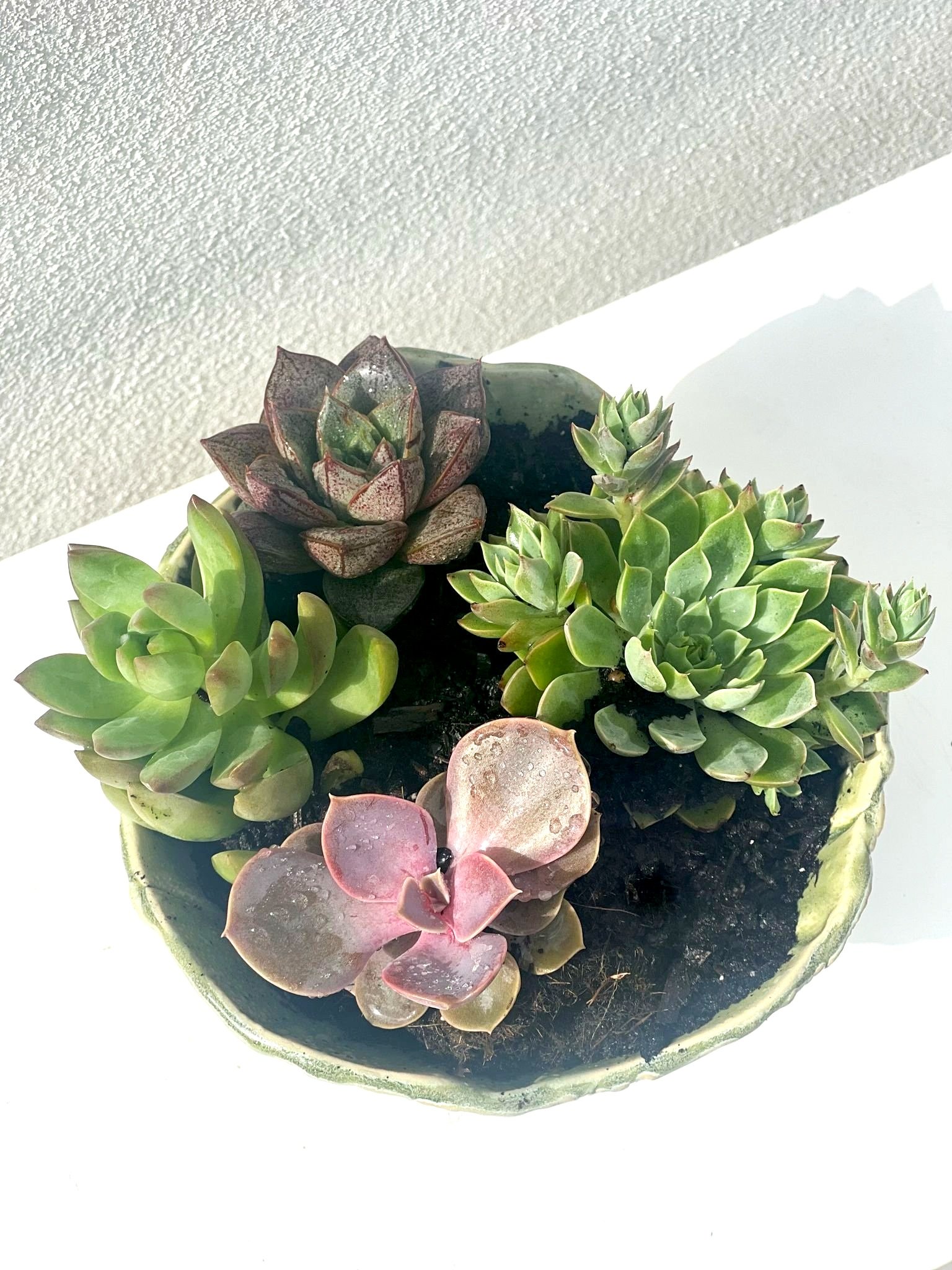 Succulent mix in a handmade pot