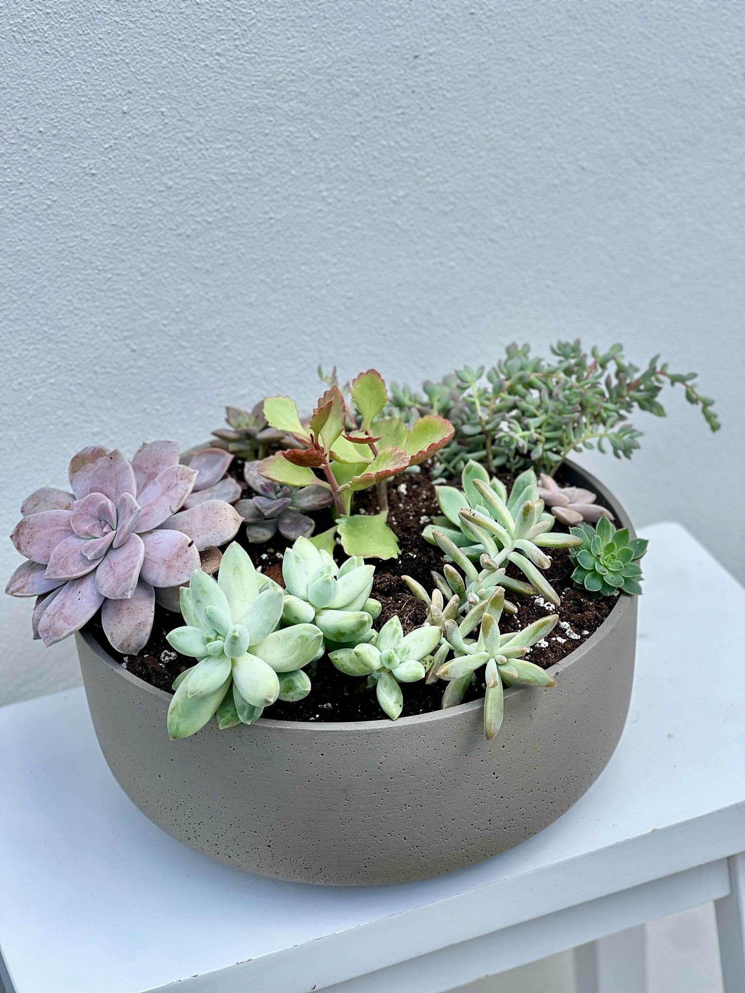 "Succulent Serenity"