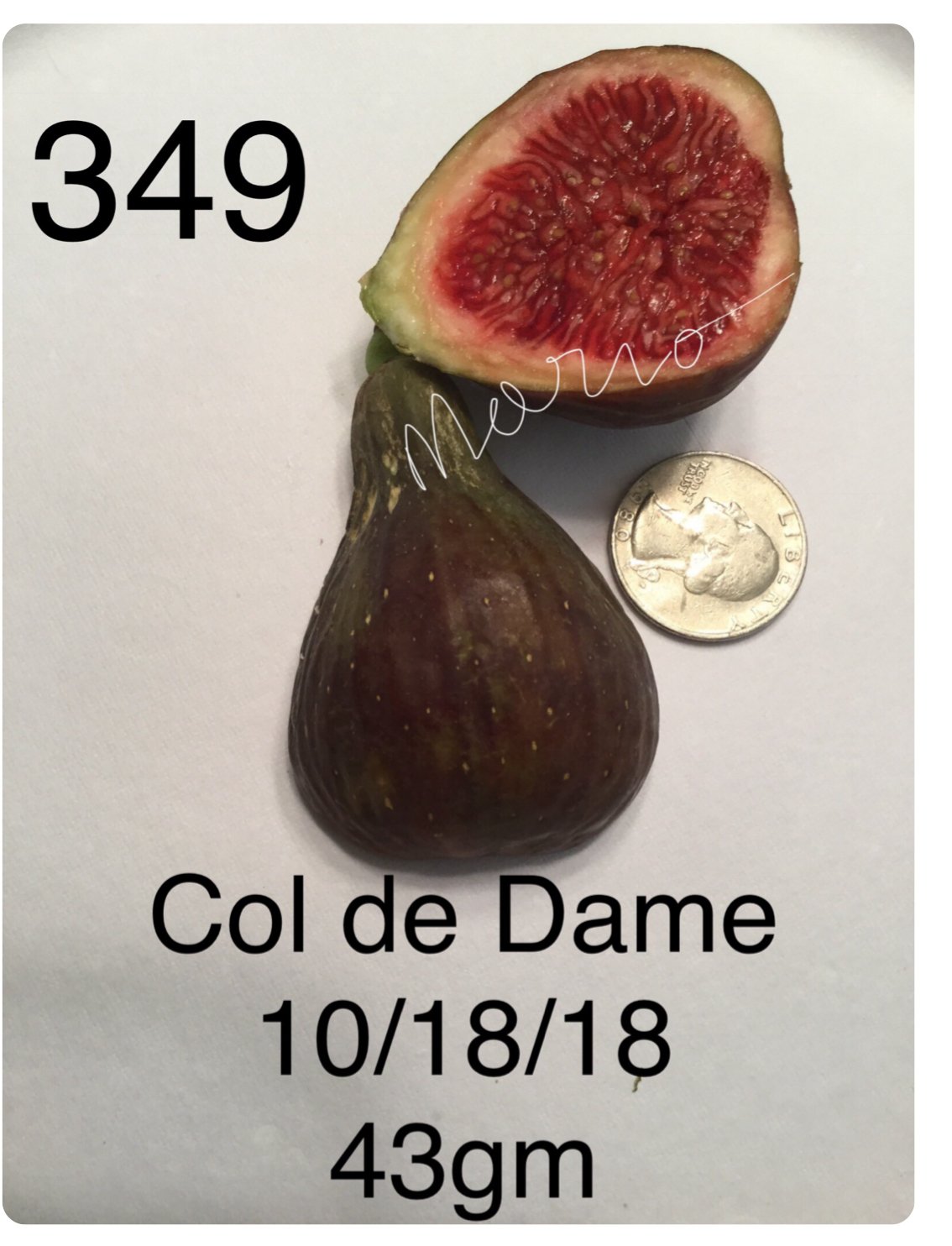 Mario's #349 Col de Dame Noir