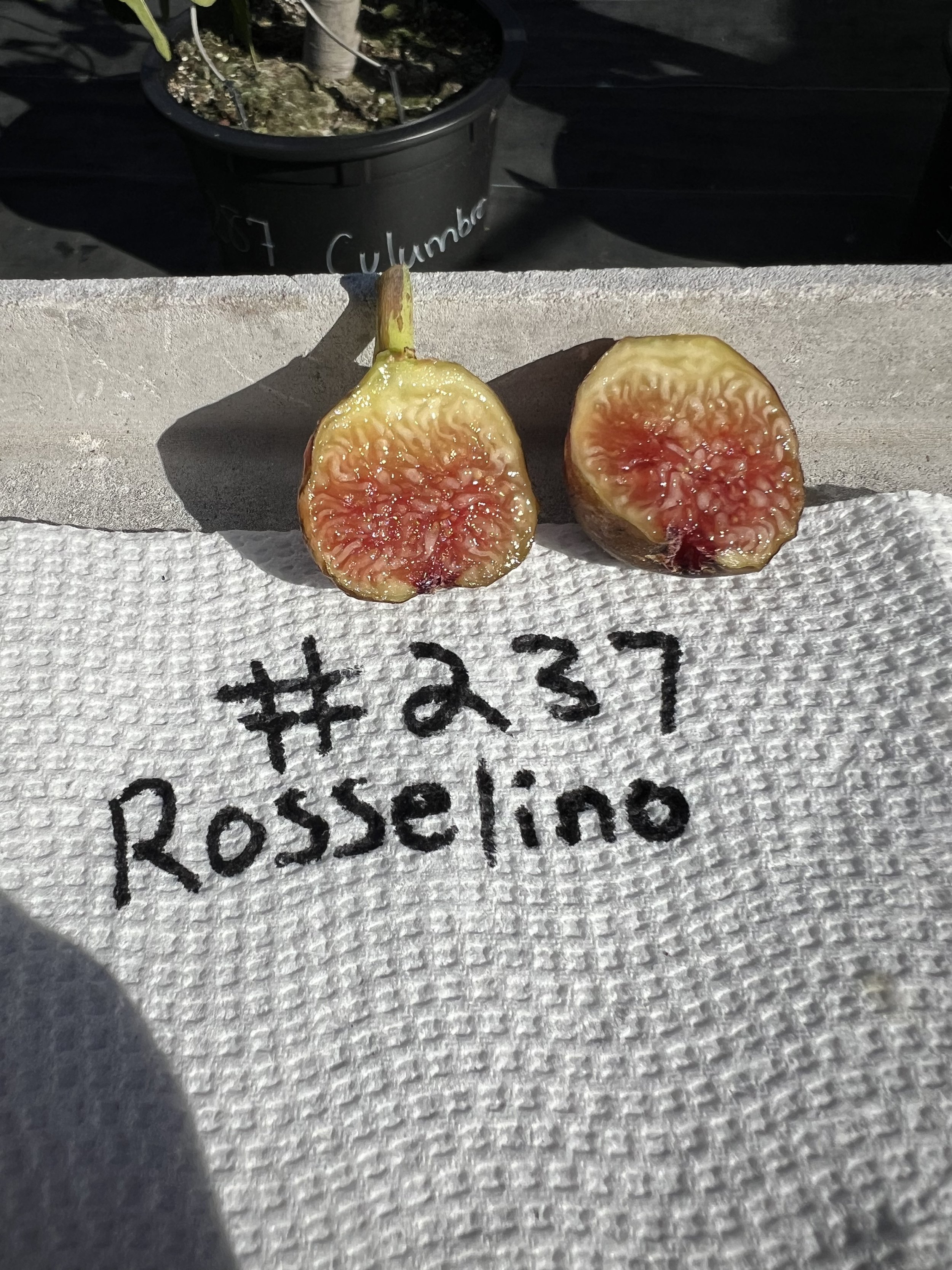 Mario's #237 Rosselino